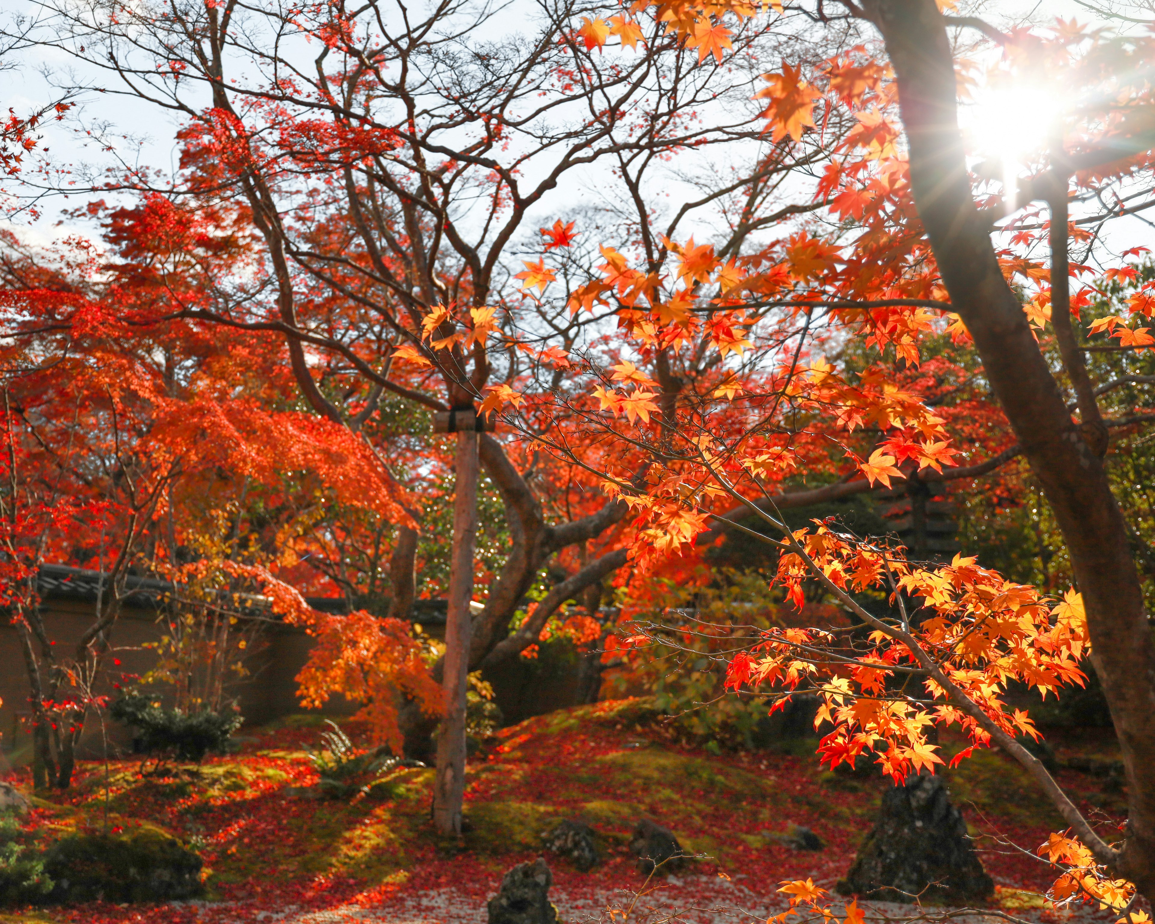 Scenic view of autumn foliage in a garden sunlight filtering through trees