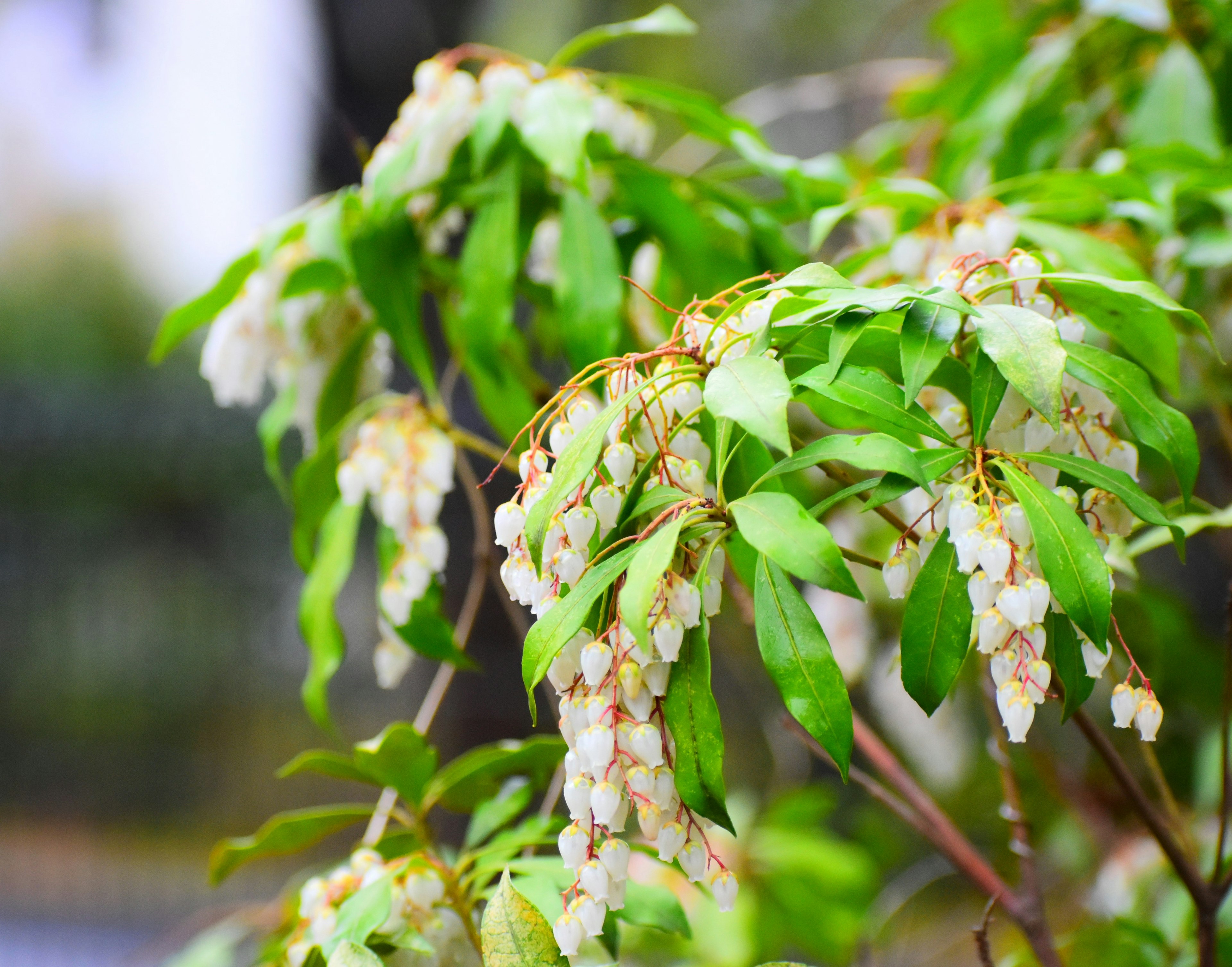 特寫綠色葉子和白色花朵的植物