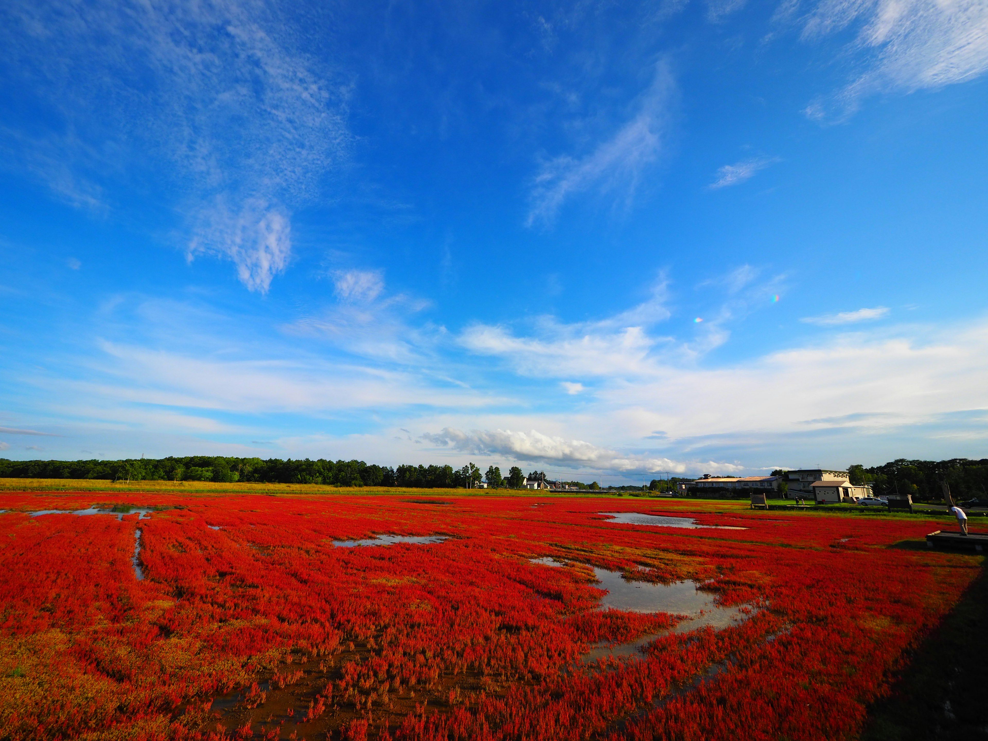 Landscape featuring a blue sky and a red field