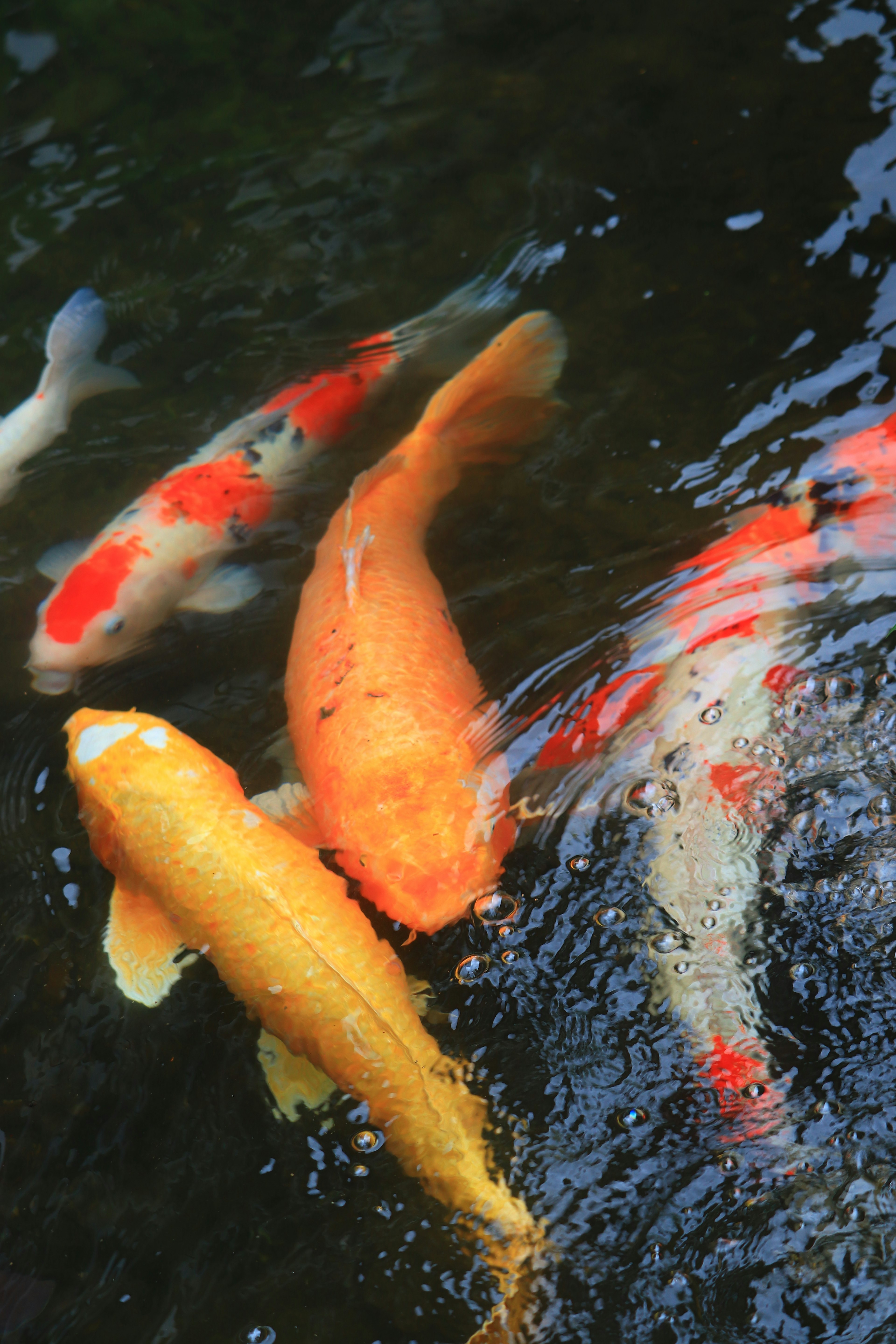 Peces koi coloridos nadando en un estanque