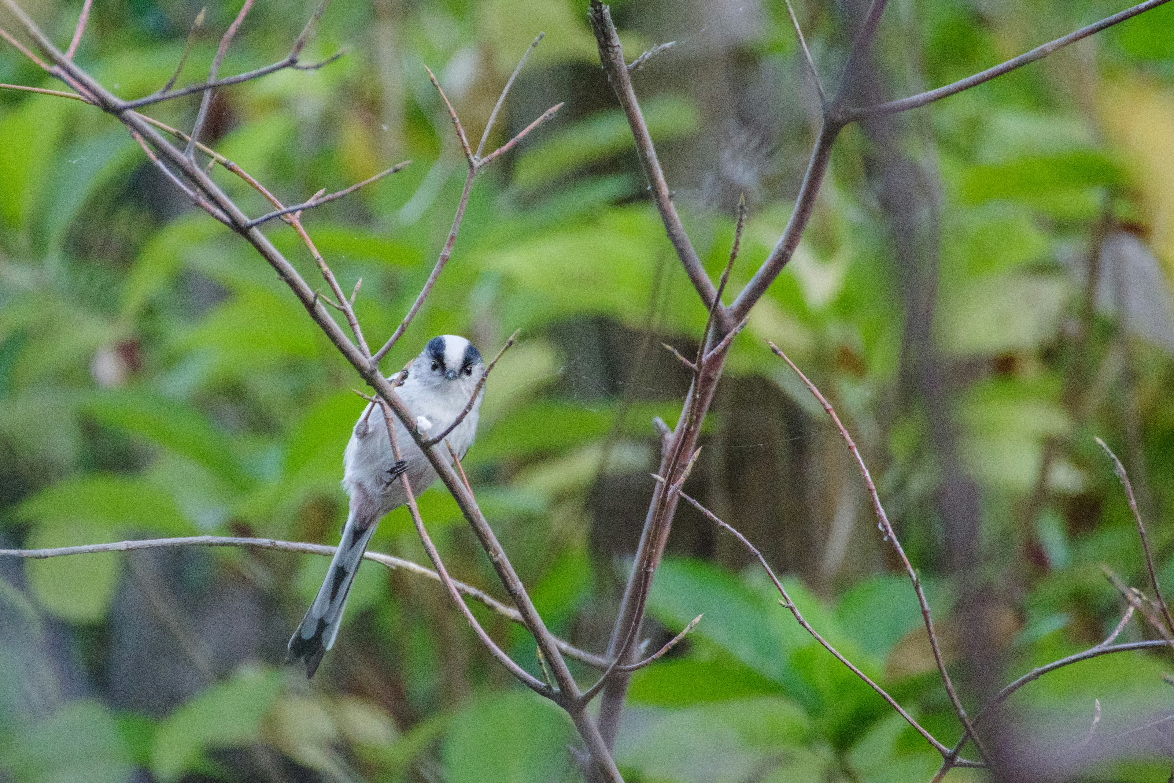 A small bird perched on a branch among green leaves