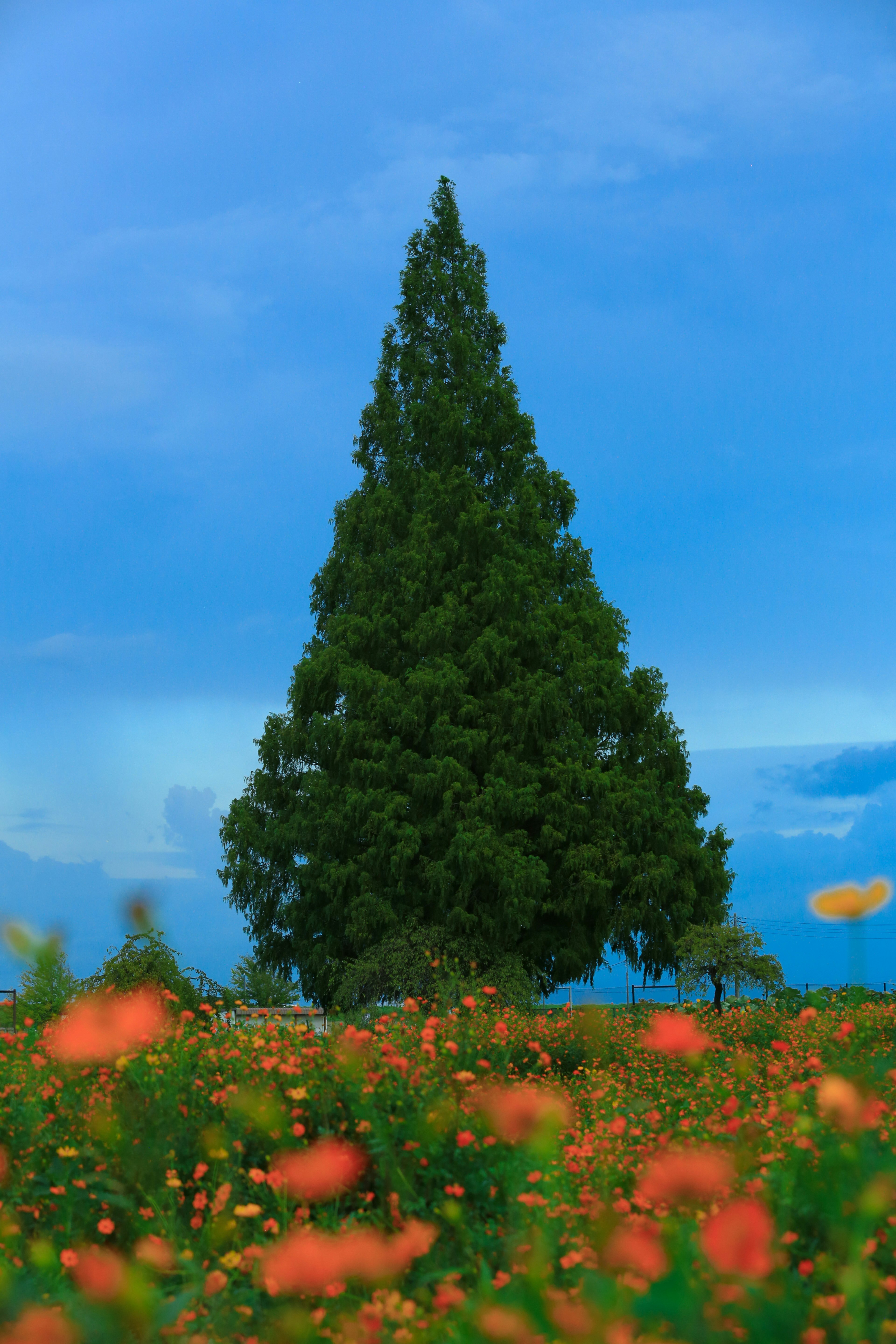 A tall green tree against a blue sky with orange flowers in the foreground