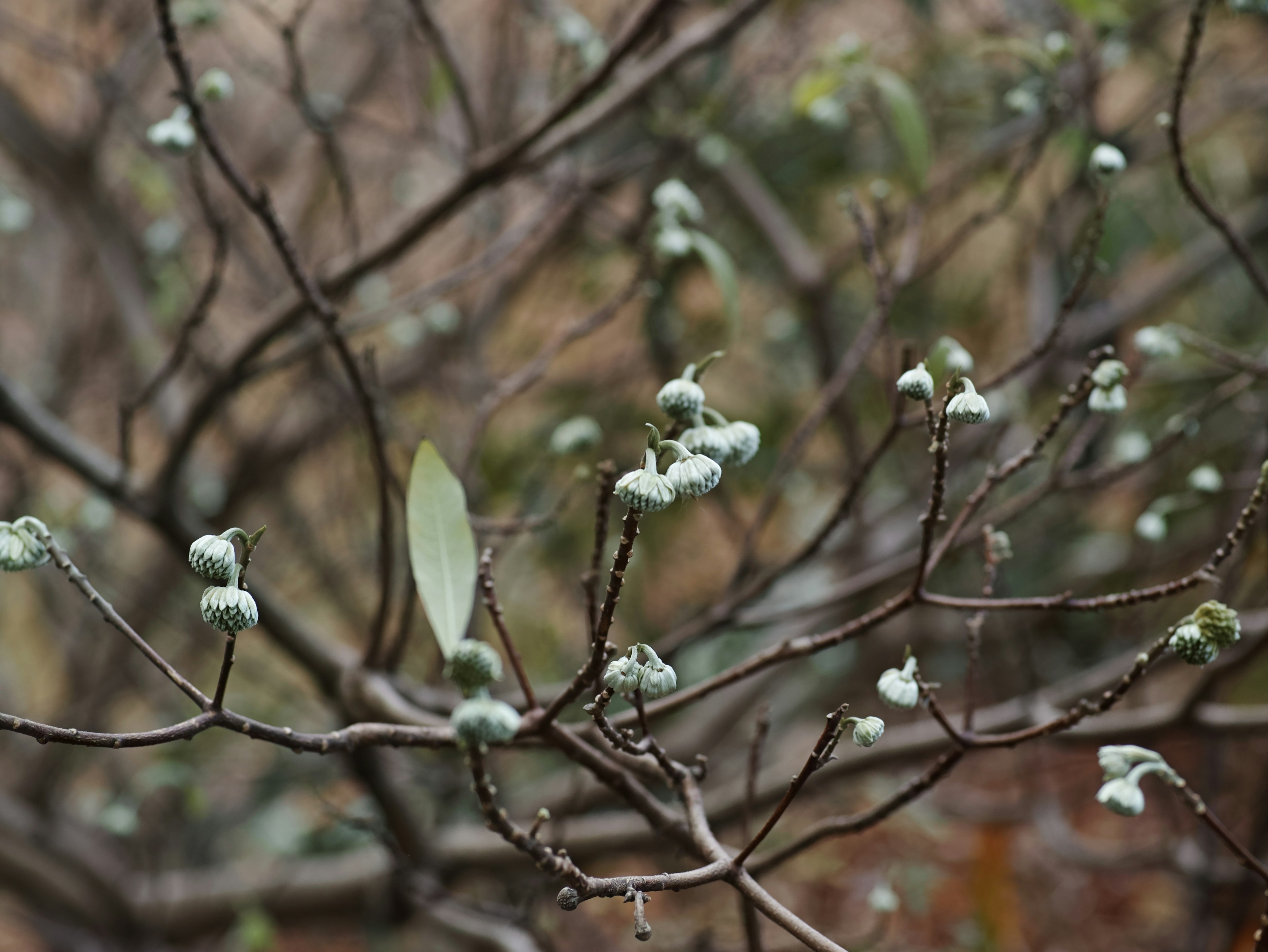 Una foto de una rama de árbol con brotes verdes