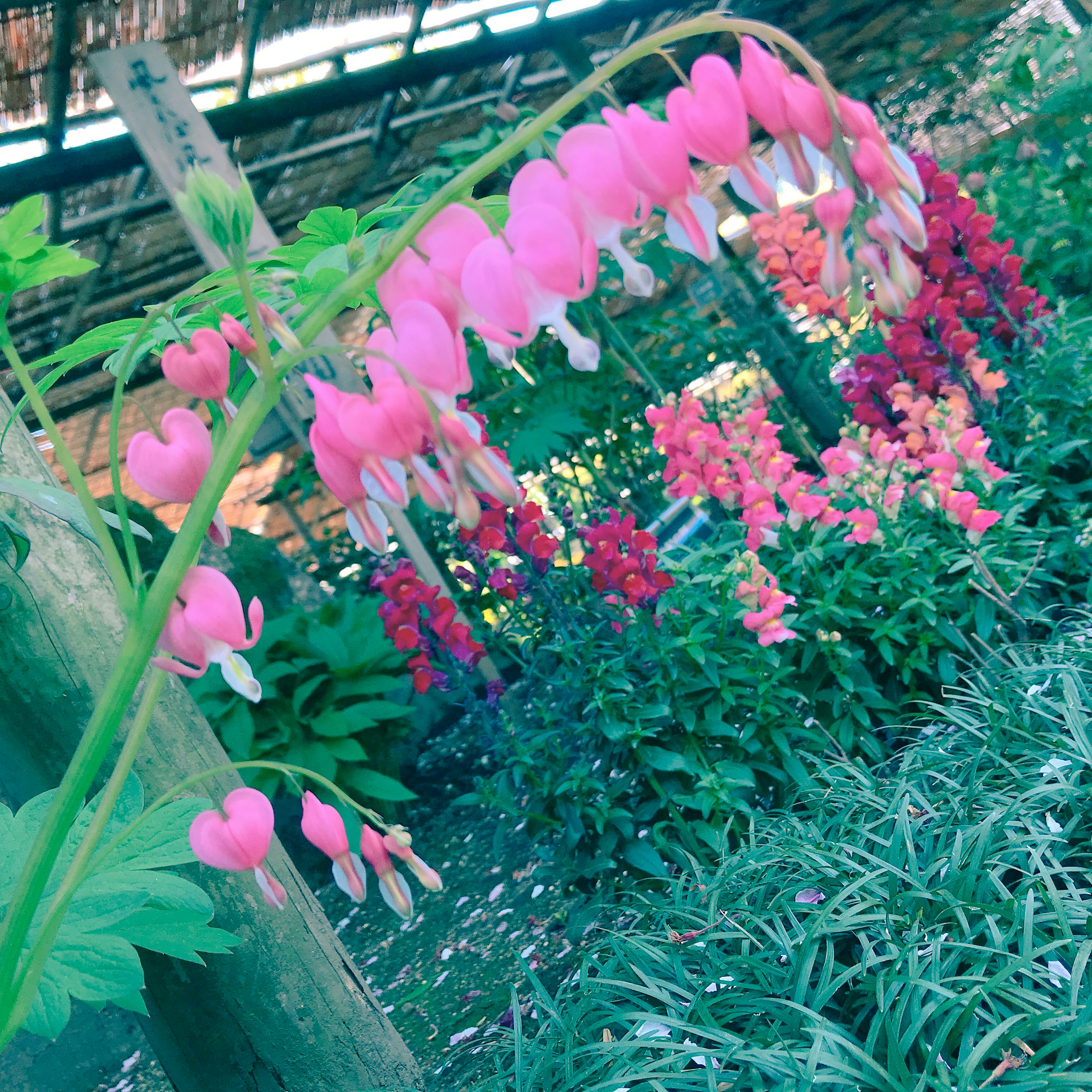 一個花園場景，粉紅色心形花朵與背景中的各種彩色花朵