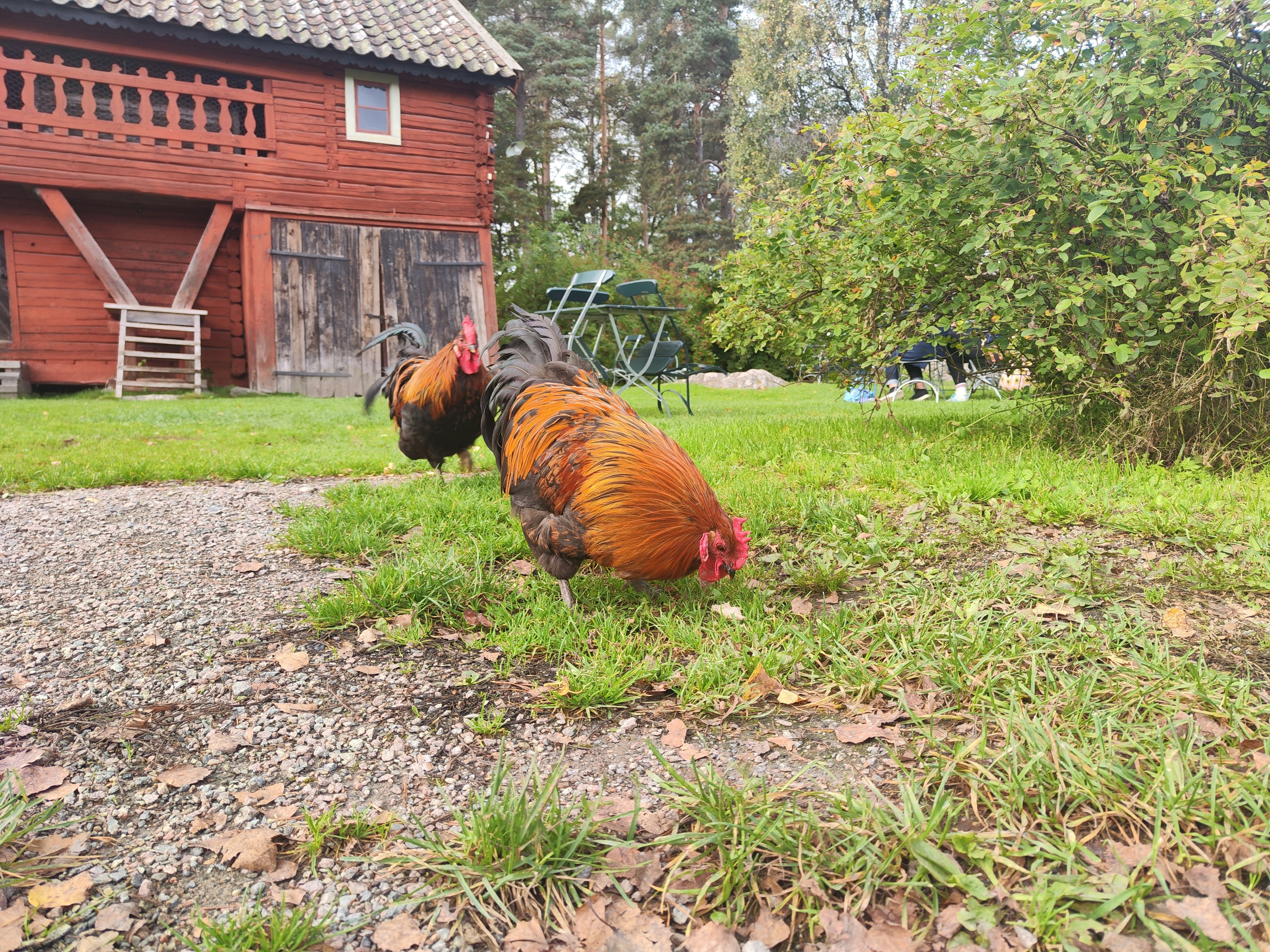 Ein Hahn mit roten Federn, der im Garten das grüne Gras pickt