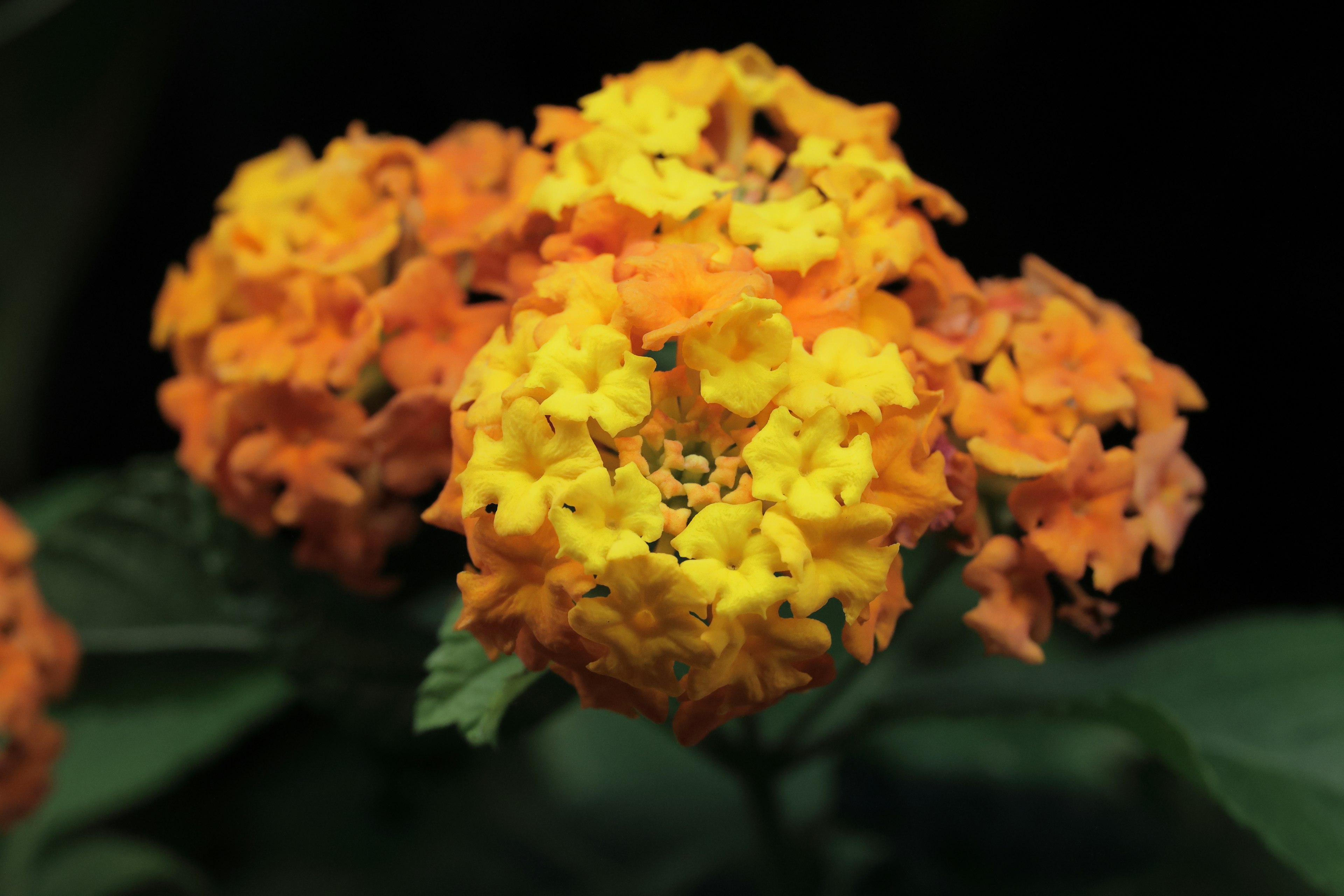 Lebendige Gruppen von orangefarbenen und gelben Lantana-Blüten