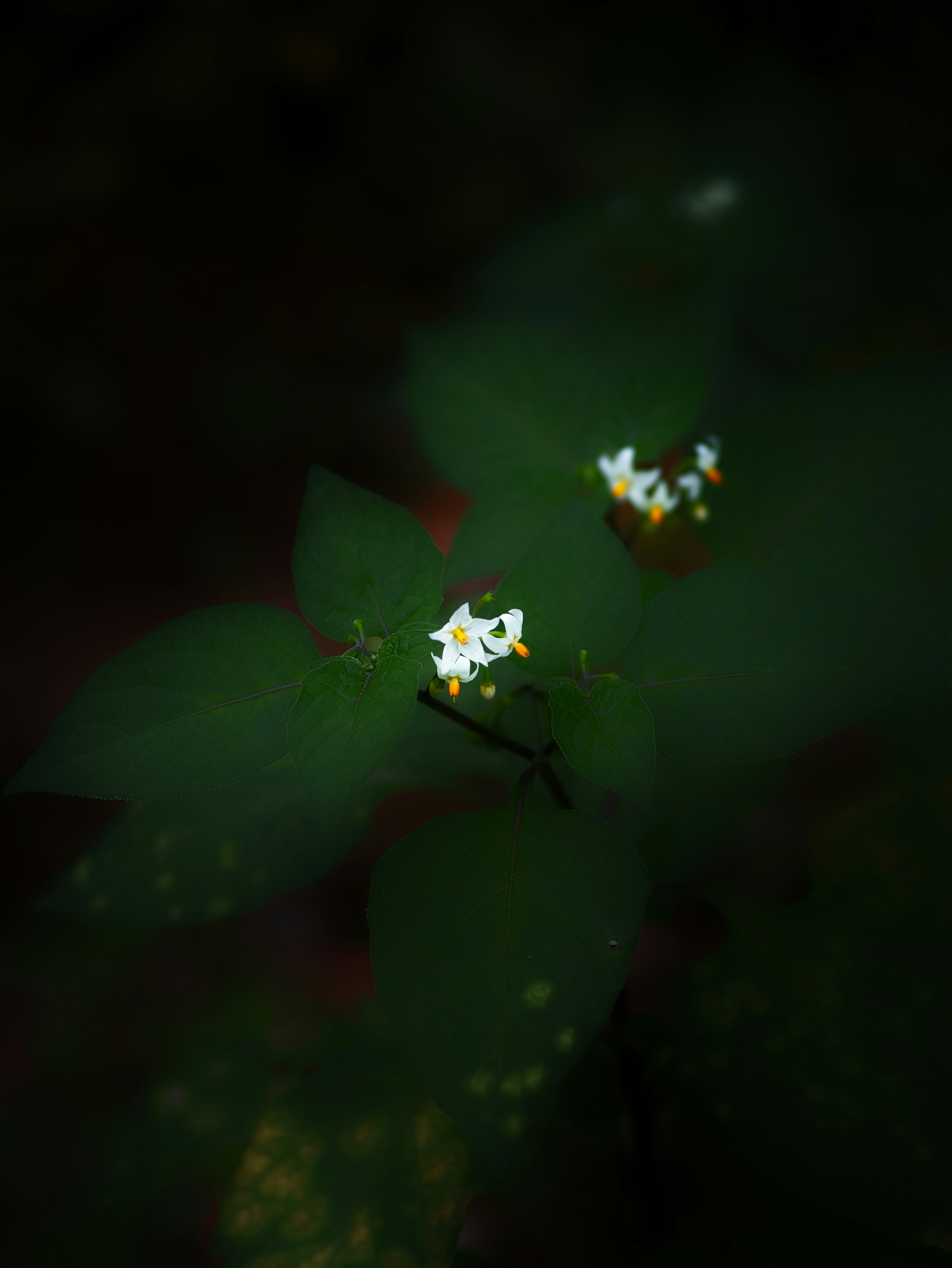 Nahaufnahme von kleinen weißen Blumen auf grünen Blättern mit dunklem Hintergrund