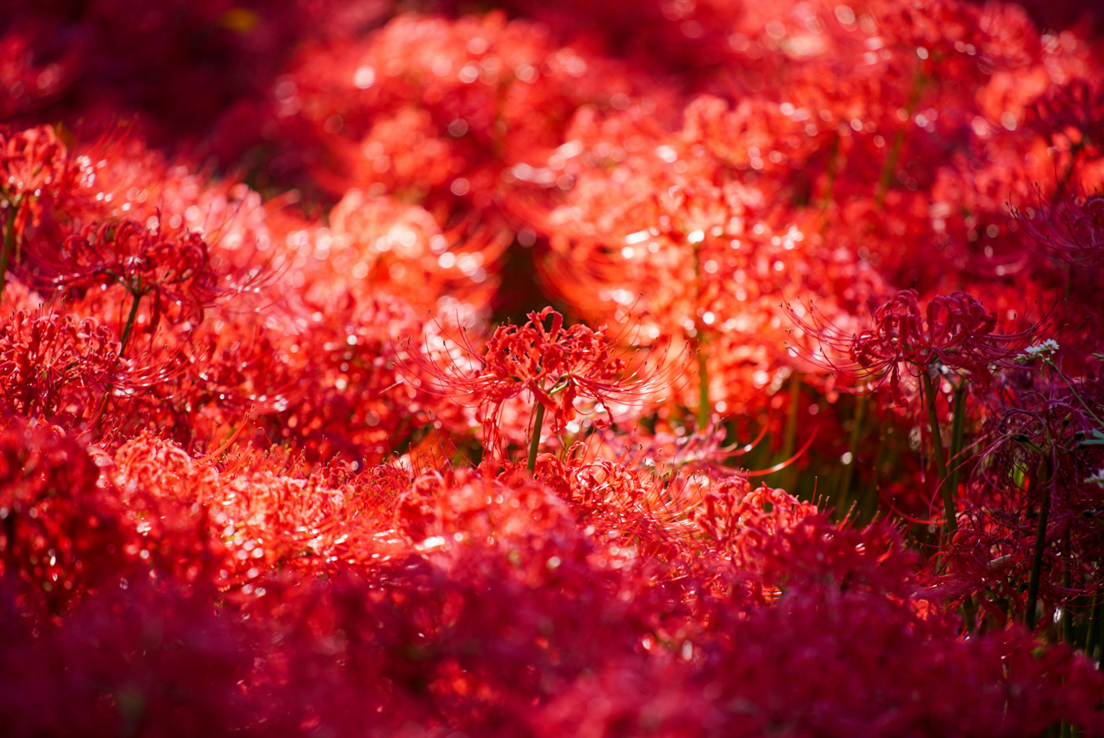 Lebendiges Feld roter Spinnenlilien in Blüte