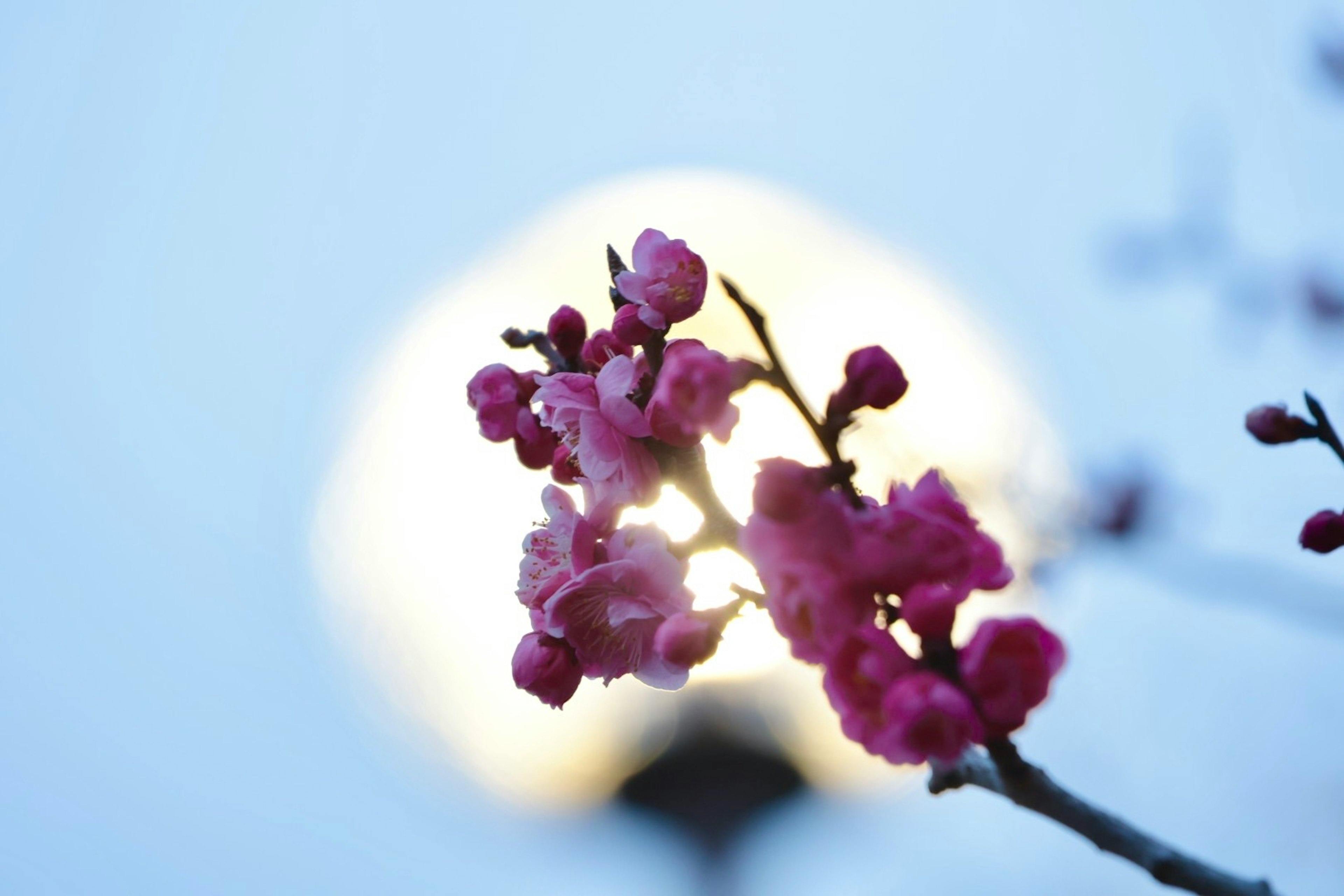 桜の花と明るい光の背景