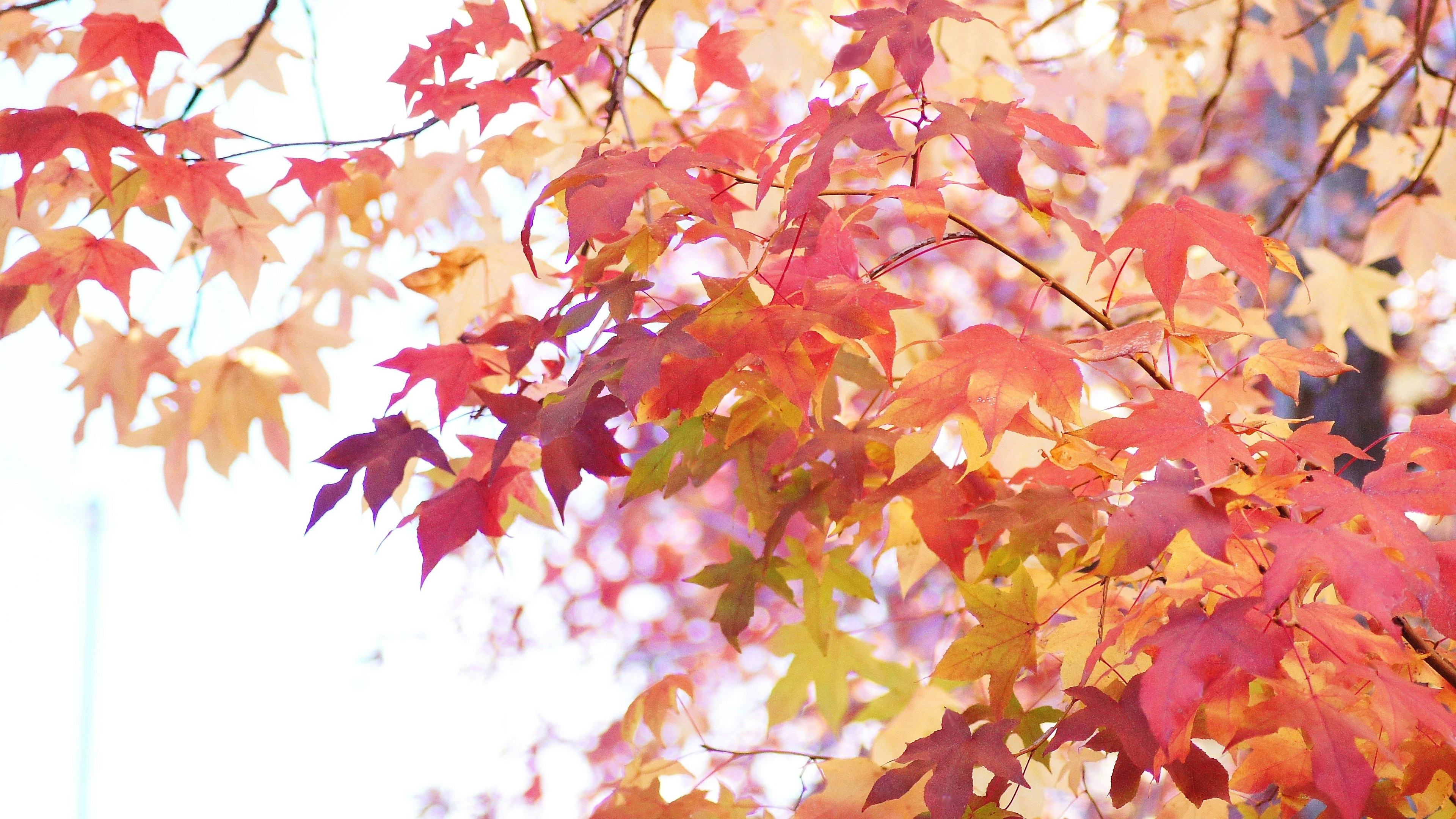 鮮豔的紅色和橙色秋葉在樹枝上