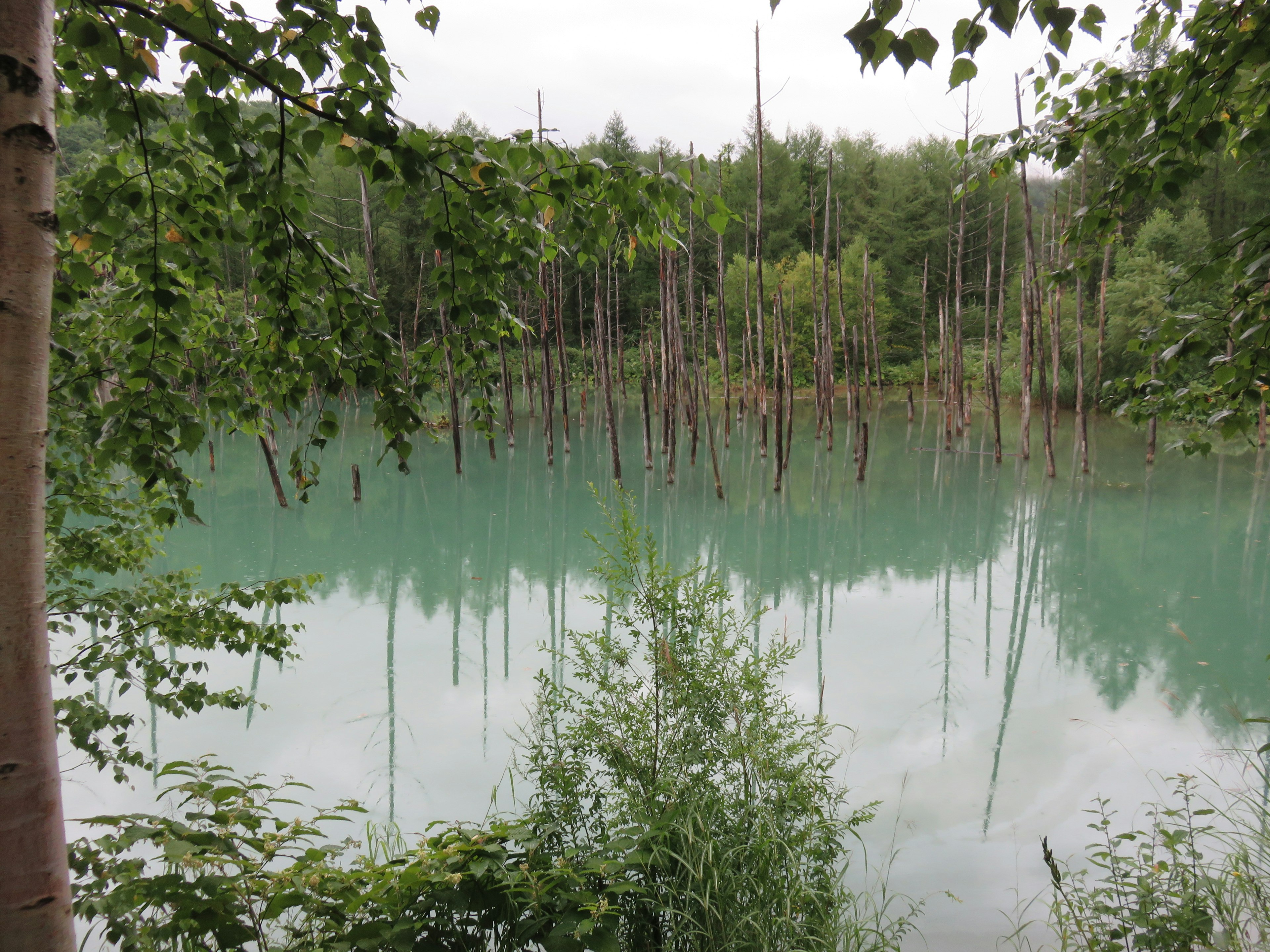 Serene lake with standing dead trees and lush greenery