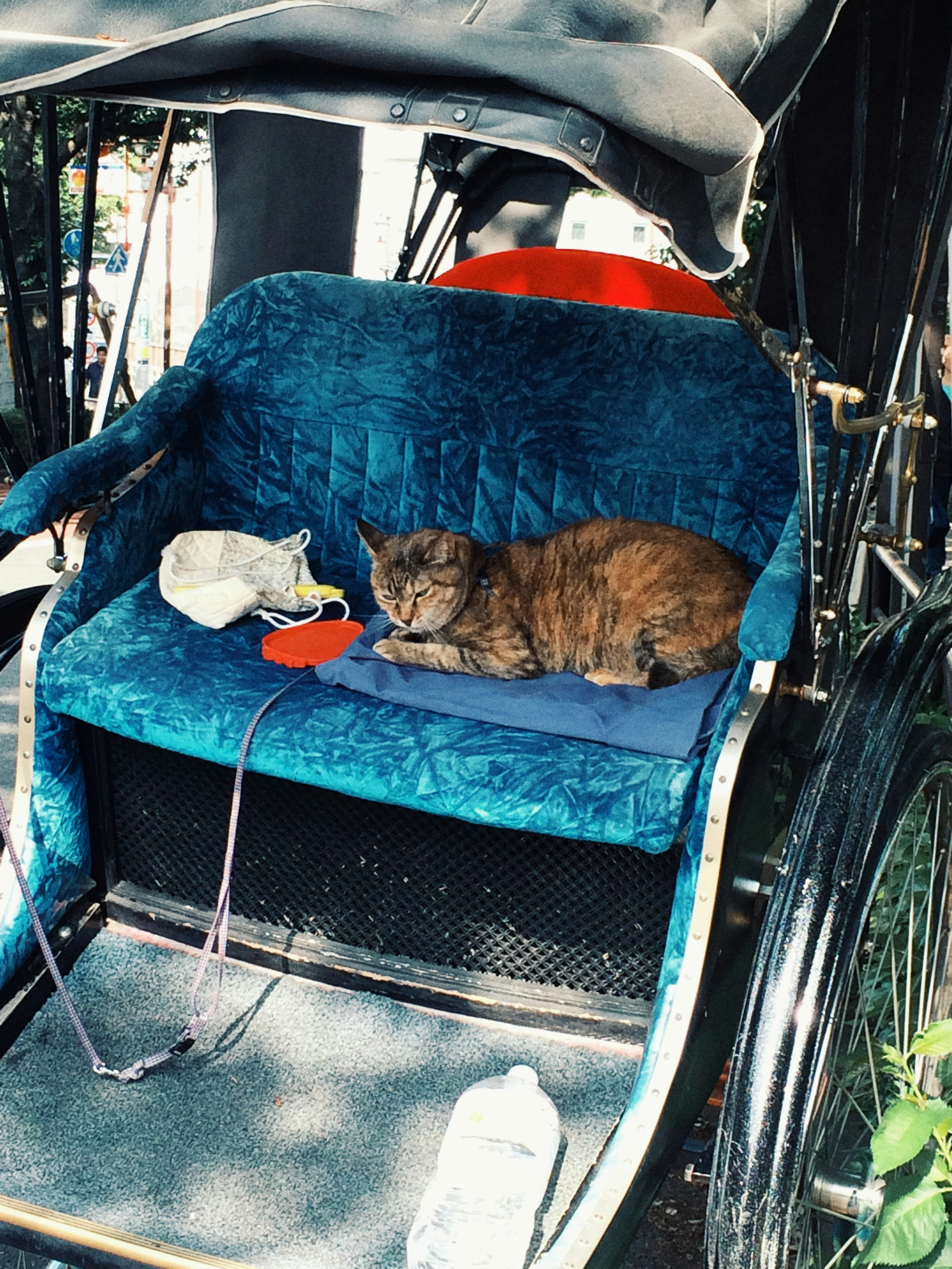 A tabby cat lying on a blue cushioned seat next to a small white animal