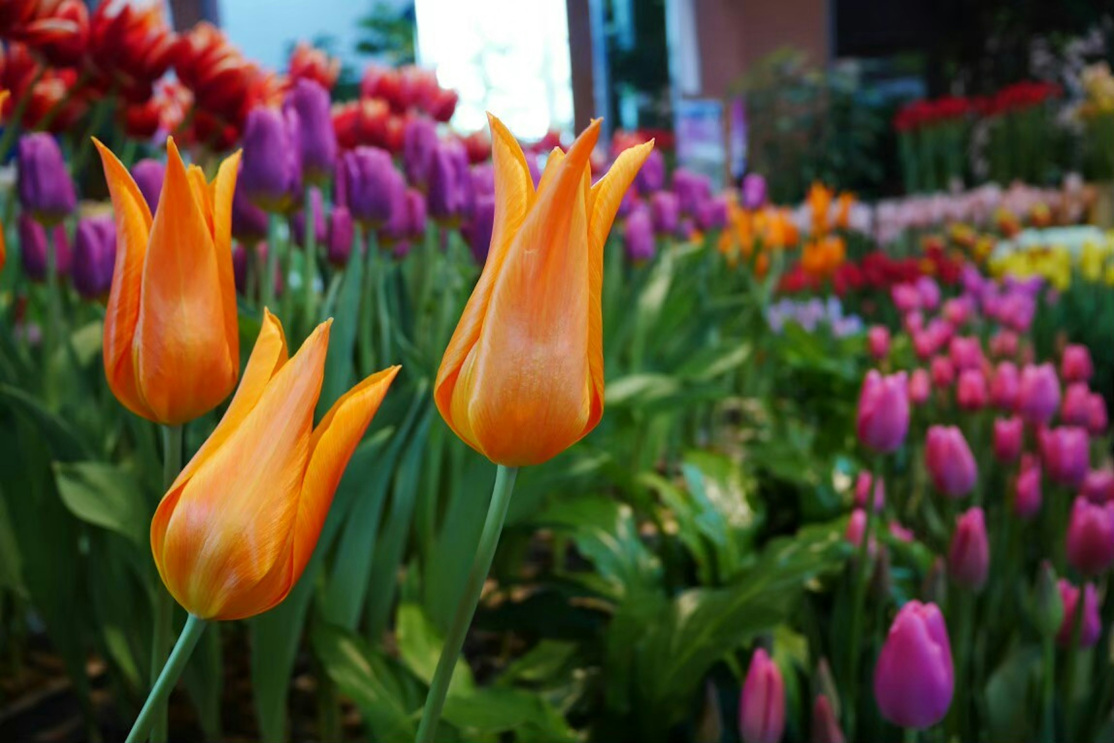 Belle scène de jardin avec des tulipes orange en fleurs