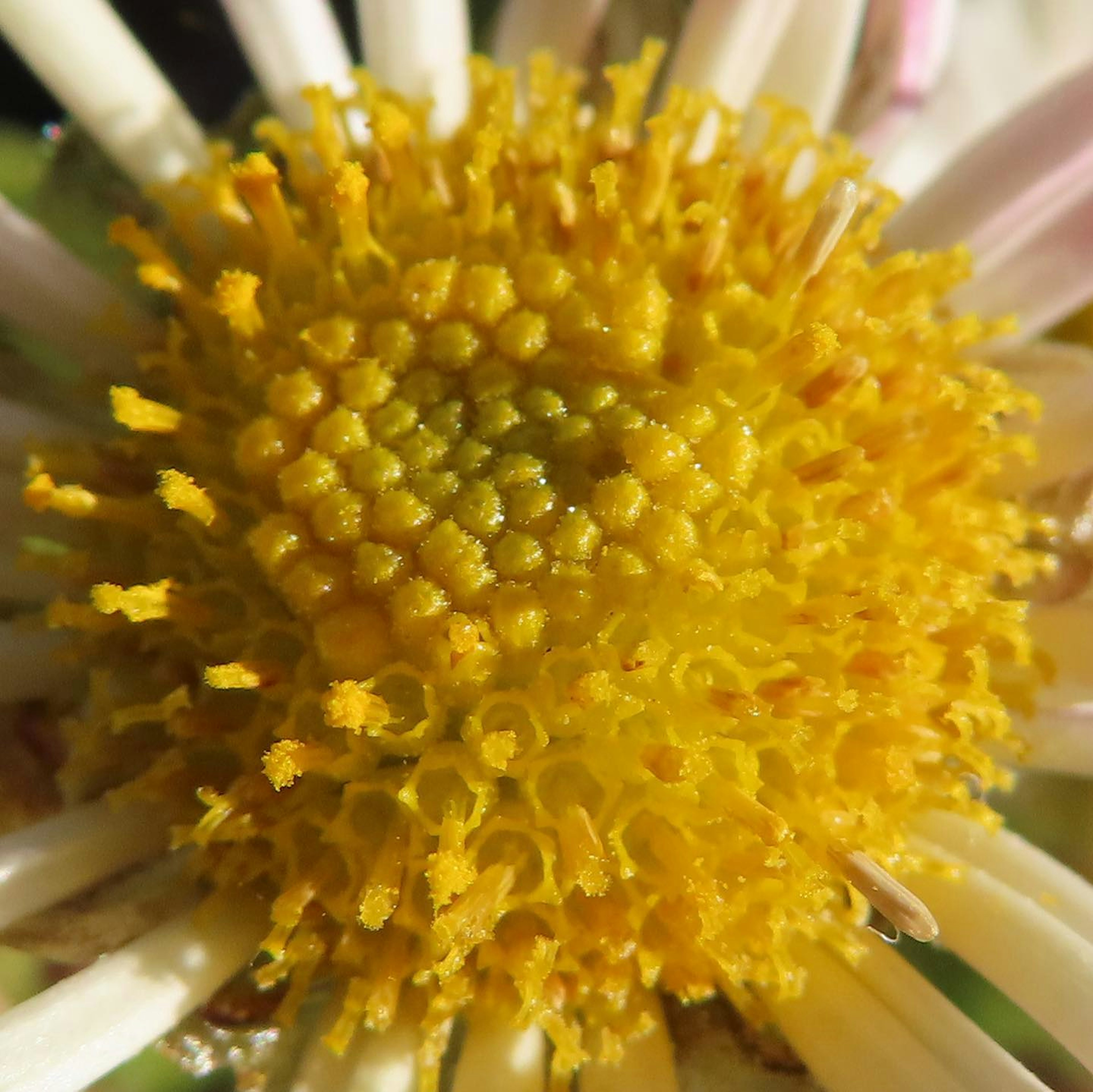 Primo piano del centro di un fiore giallo con dettagli intricati