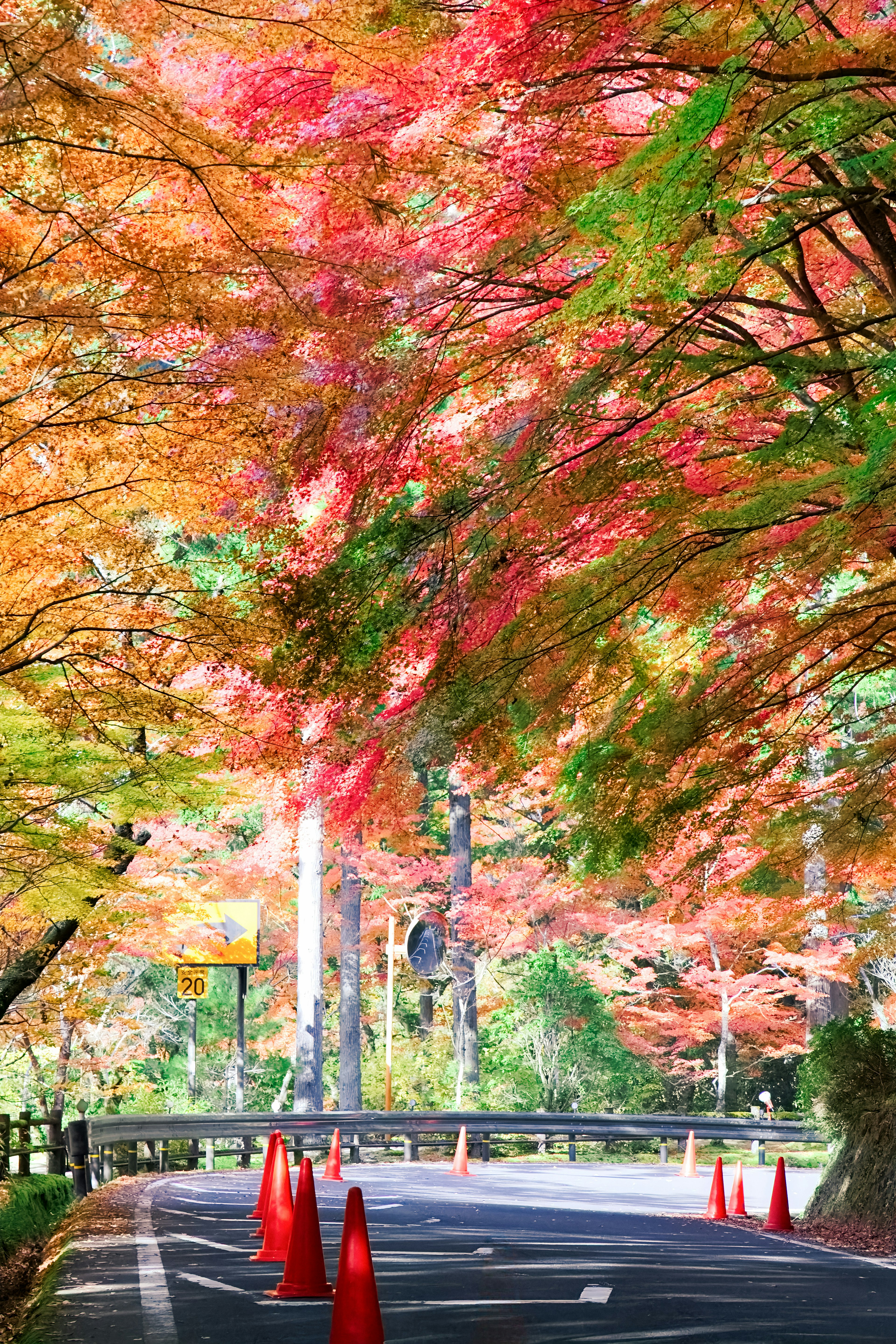 A road surrounded by colorful autumn trees and traffic cones