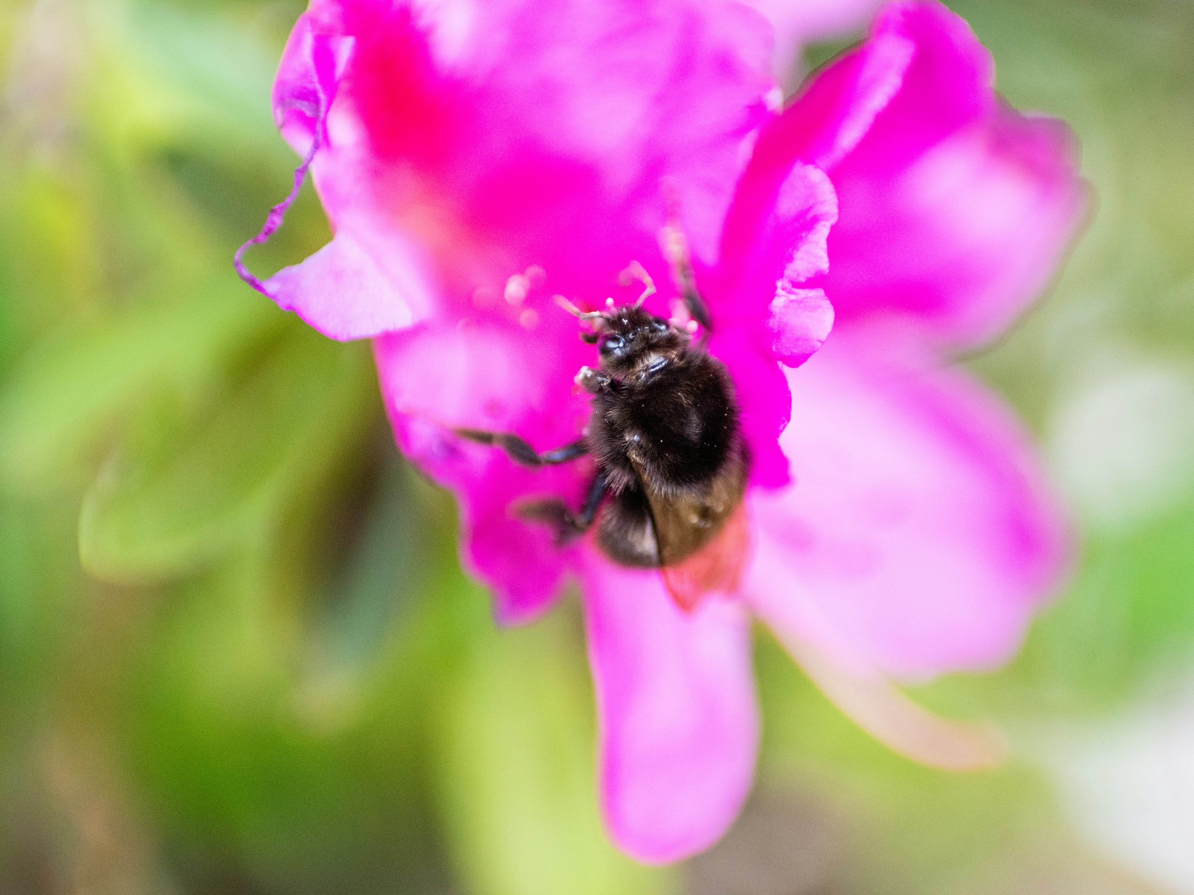 Nahaufnahme einer schwarzen Biene auf einer rosa Blume