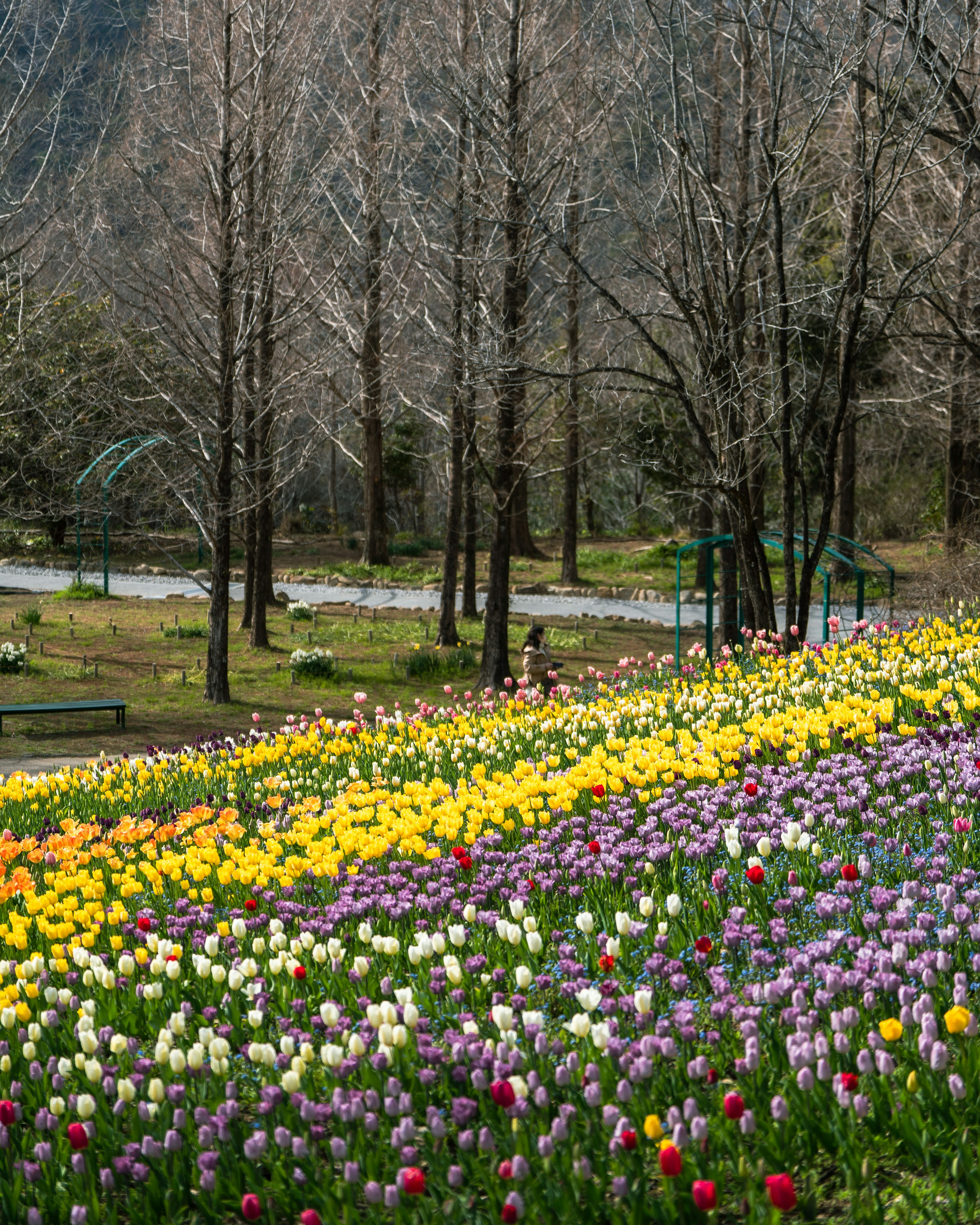 Hoa tulip đủ màu nở trong cảnh quan có cây trụi lá