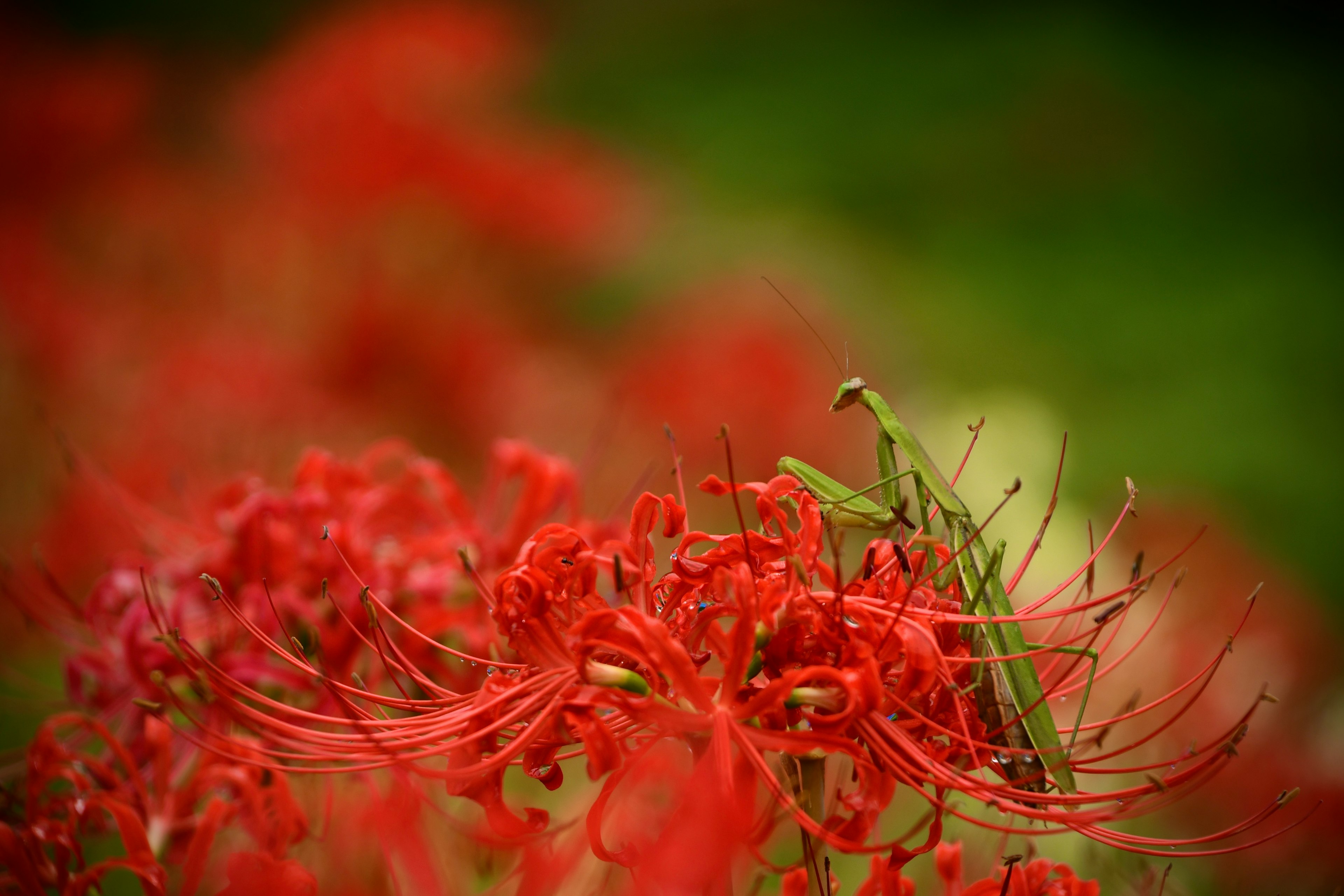 赤いヒガンバナの花の上にいる緑のバッタ