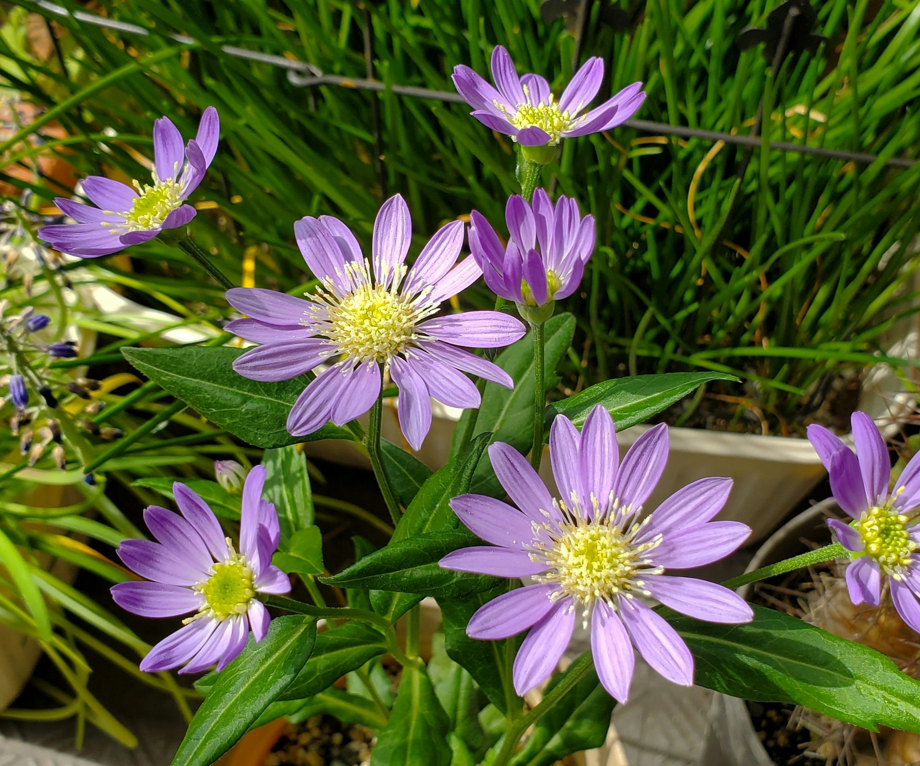 Nahaufnahme von lila Blumen, die in einem Garten blühen