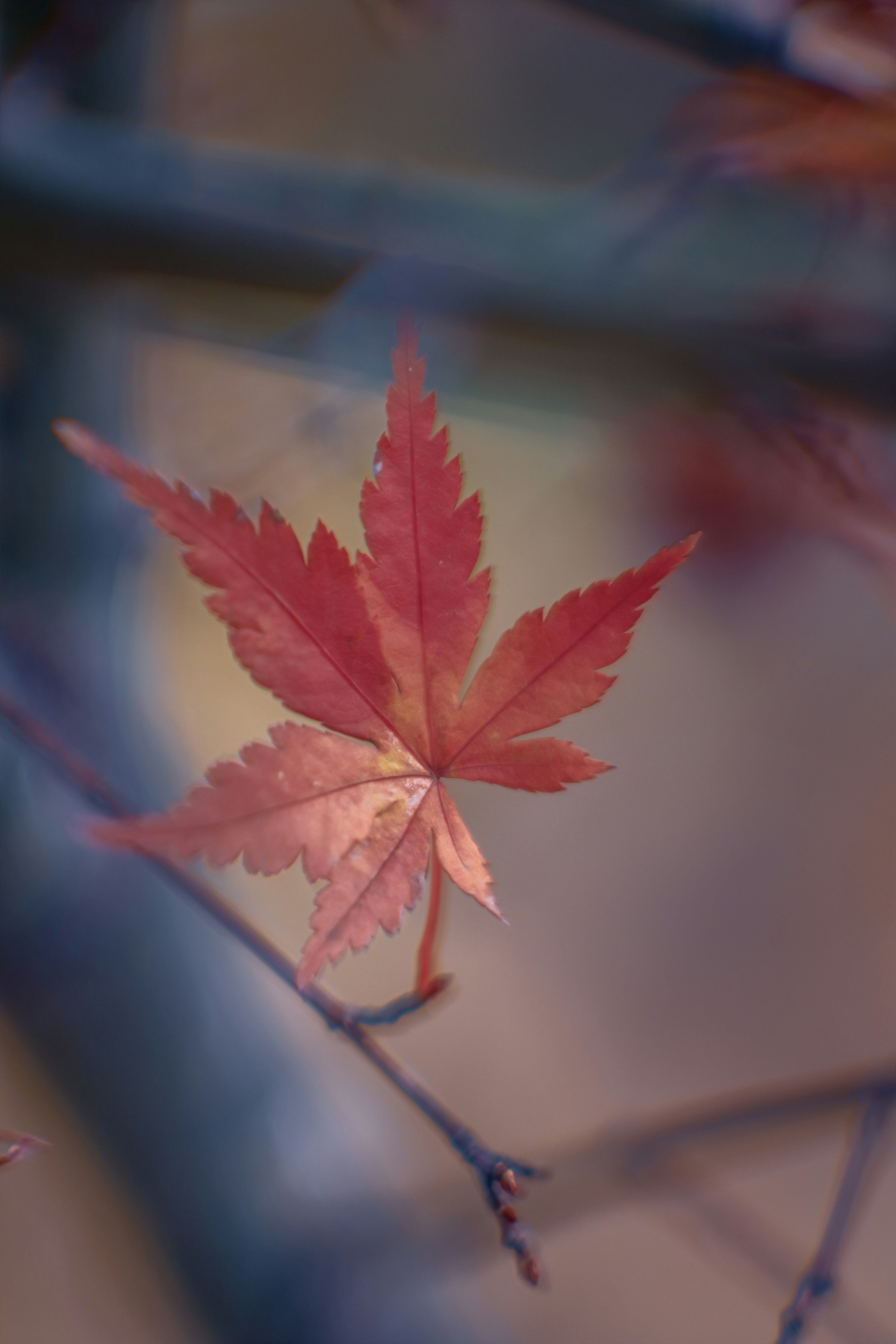 A vibrant red maple leaf perched on a branch with a blurred autumn background