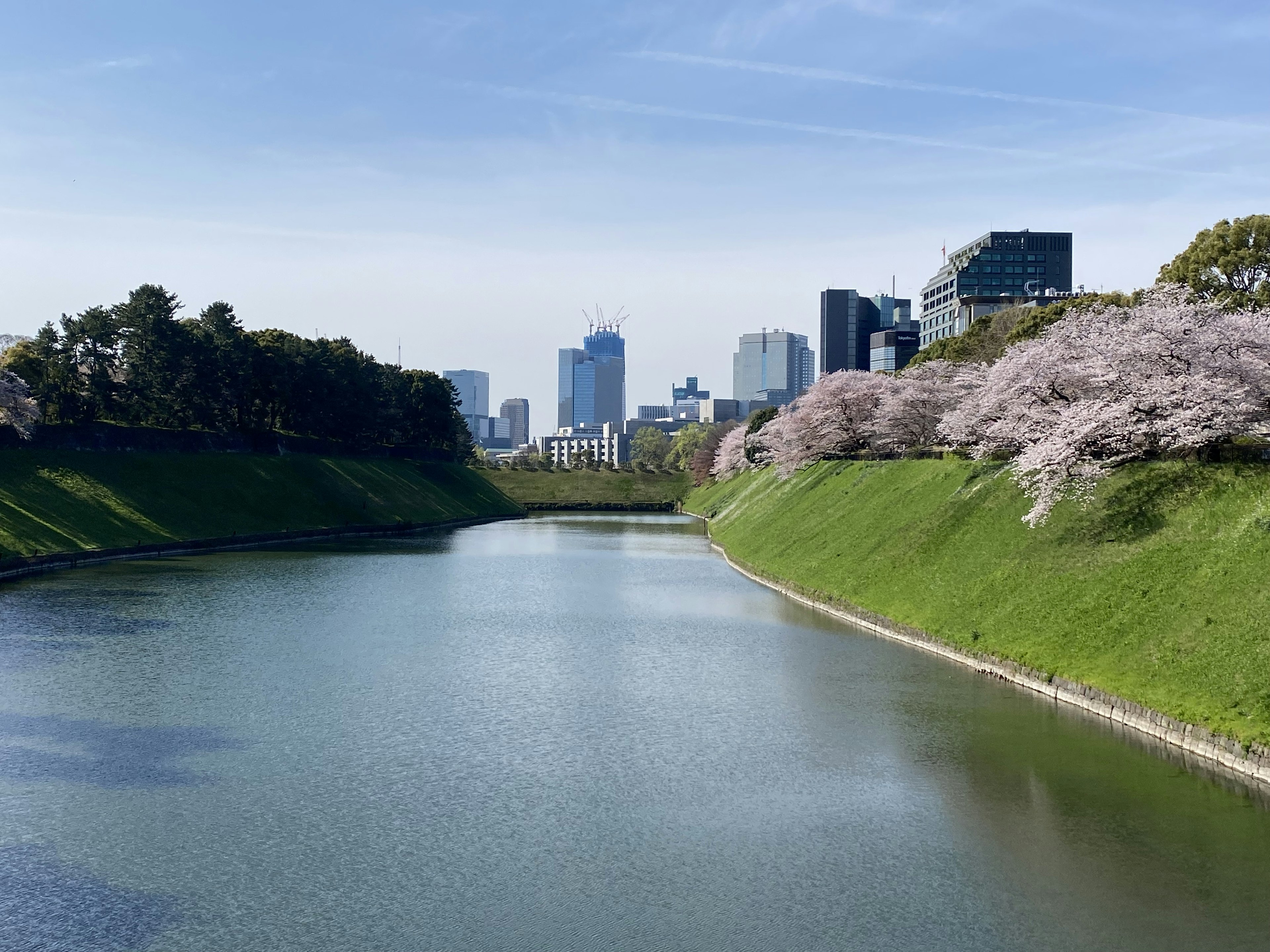 Scenic view of cherry blossoms and skyscrapers in Tokyo