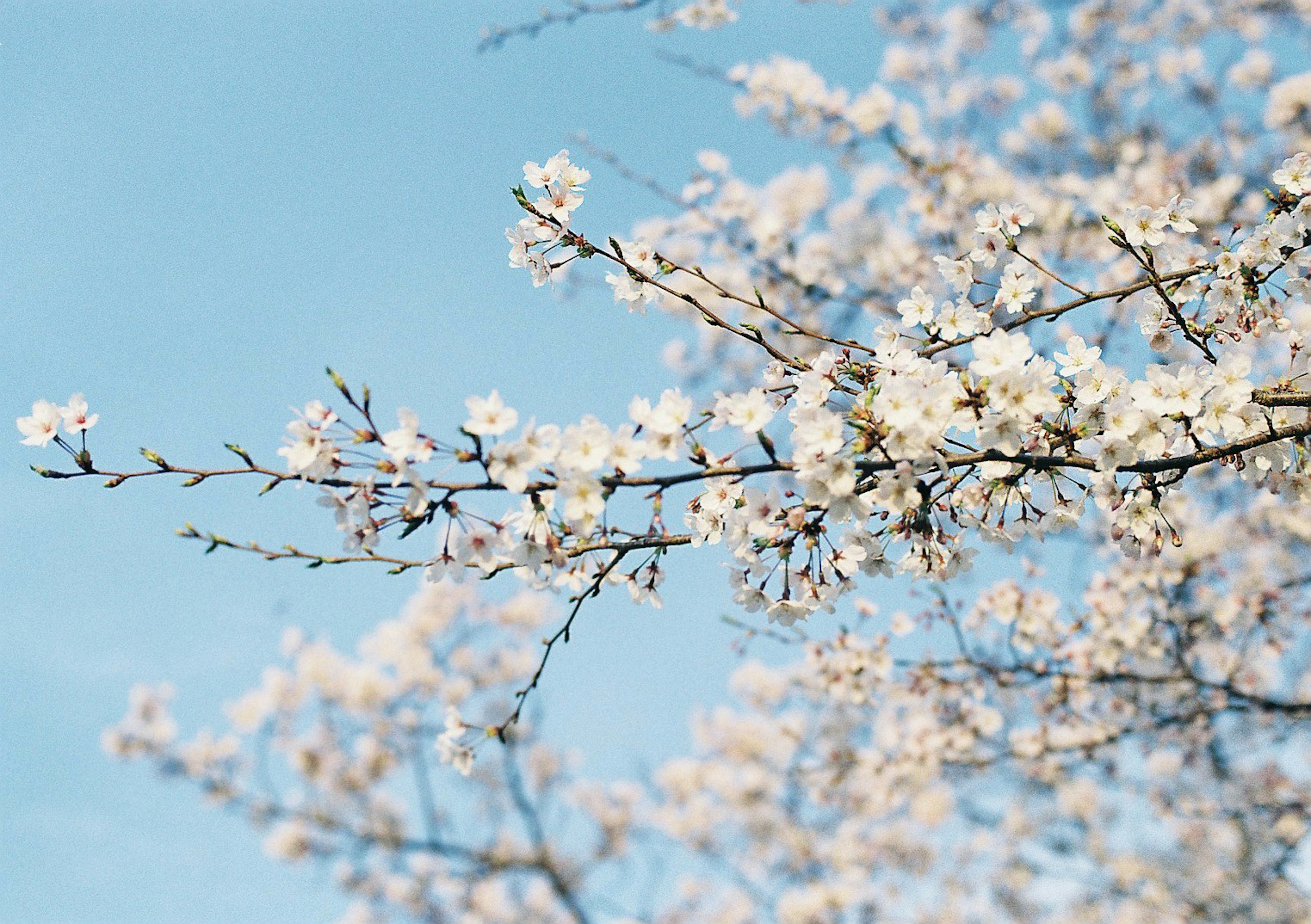 Cabang bunga sakura yang mekar di bawah langit biru