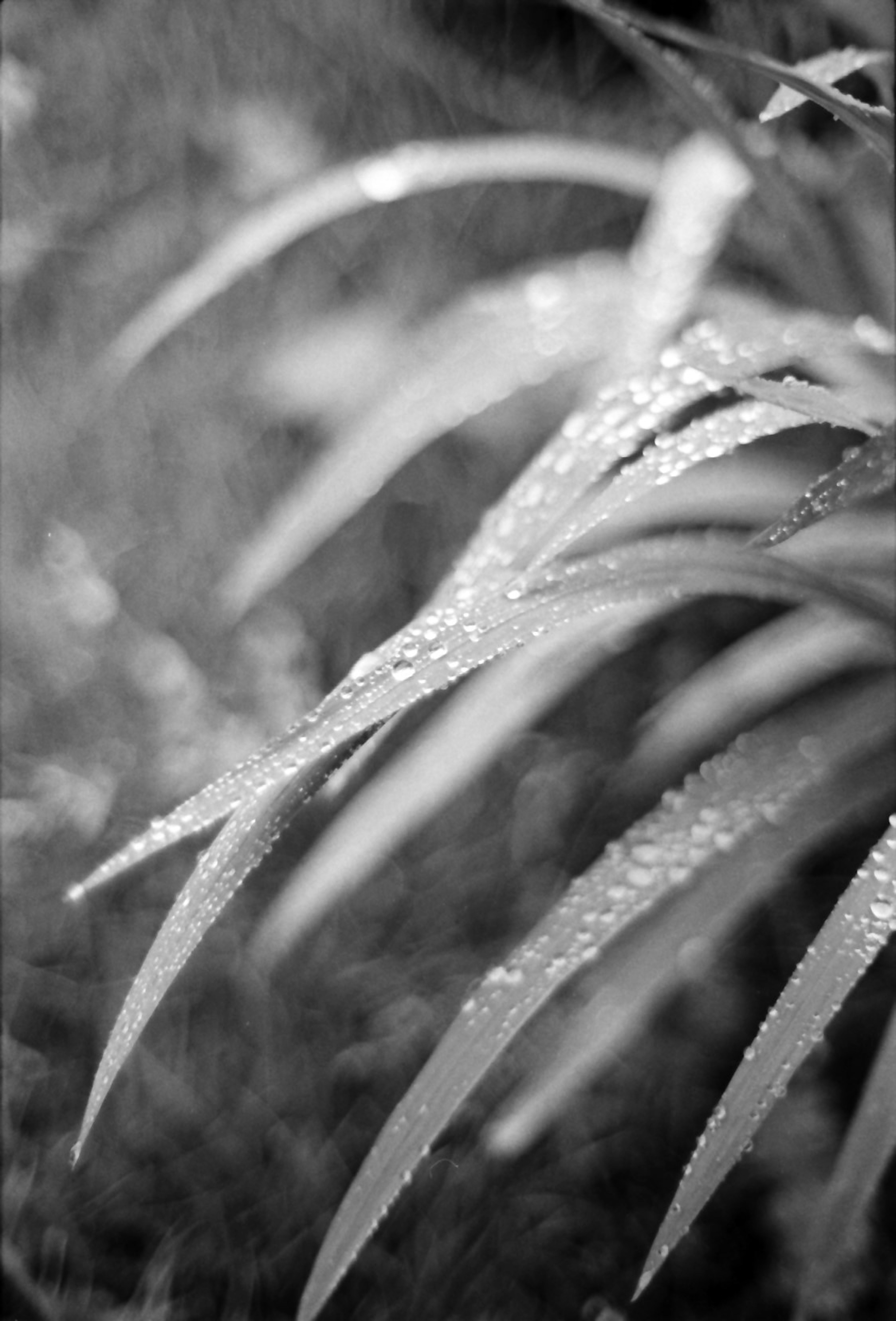 Gros plan de feuilles vertes mouillées par la pluie fine en noir et blanc