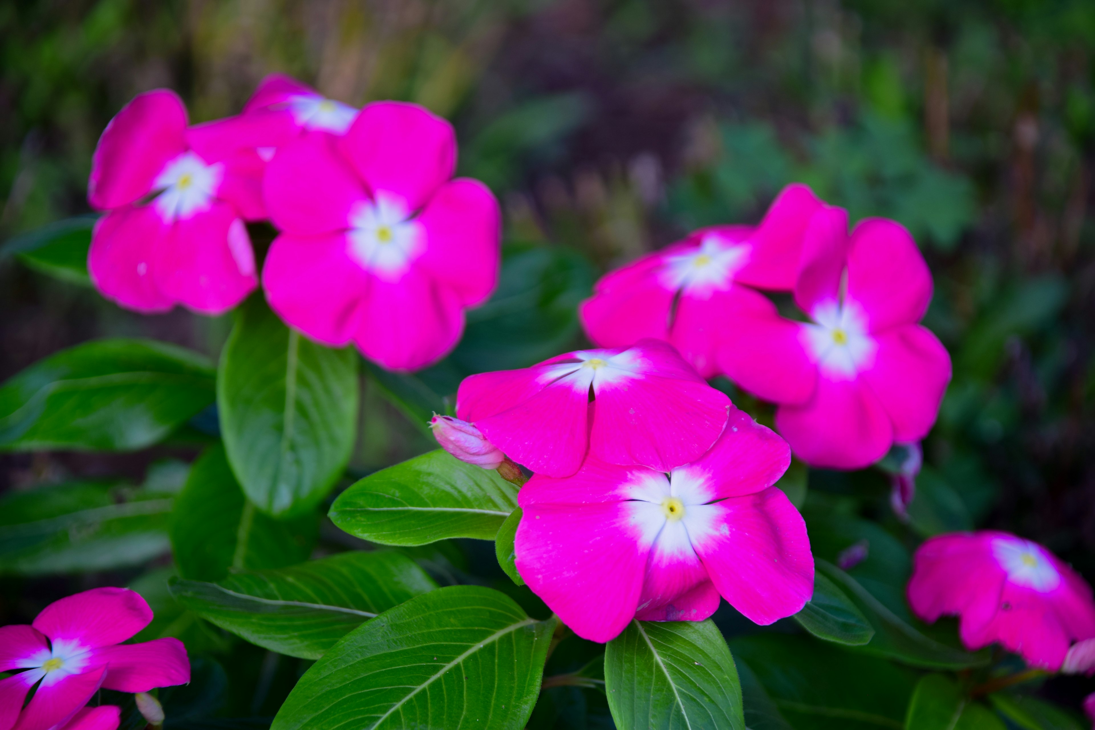 Close-up of vibrant pink flowers with green leaves