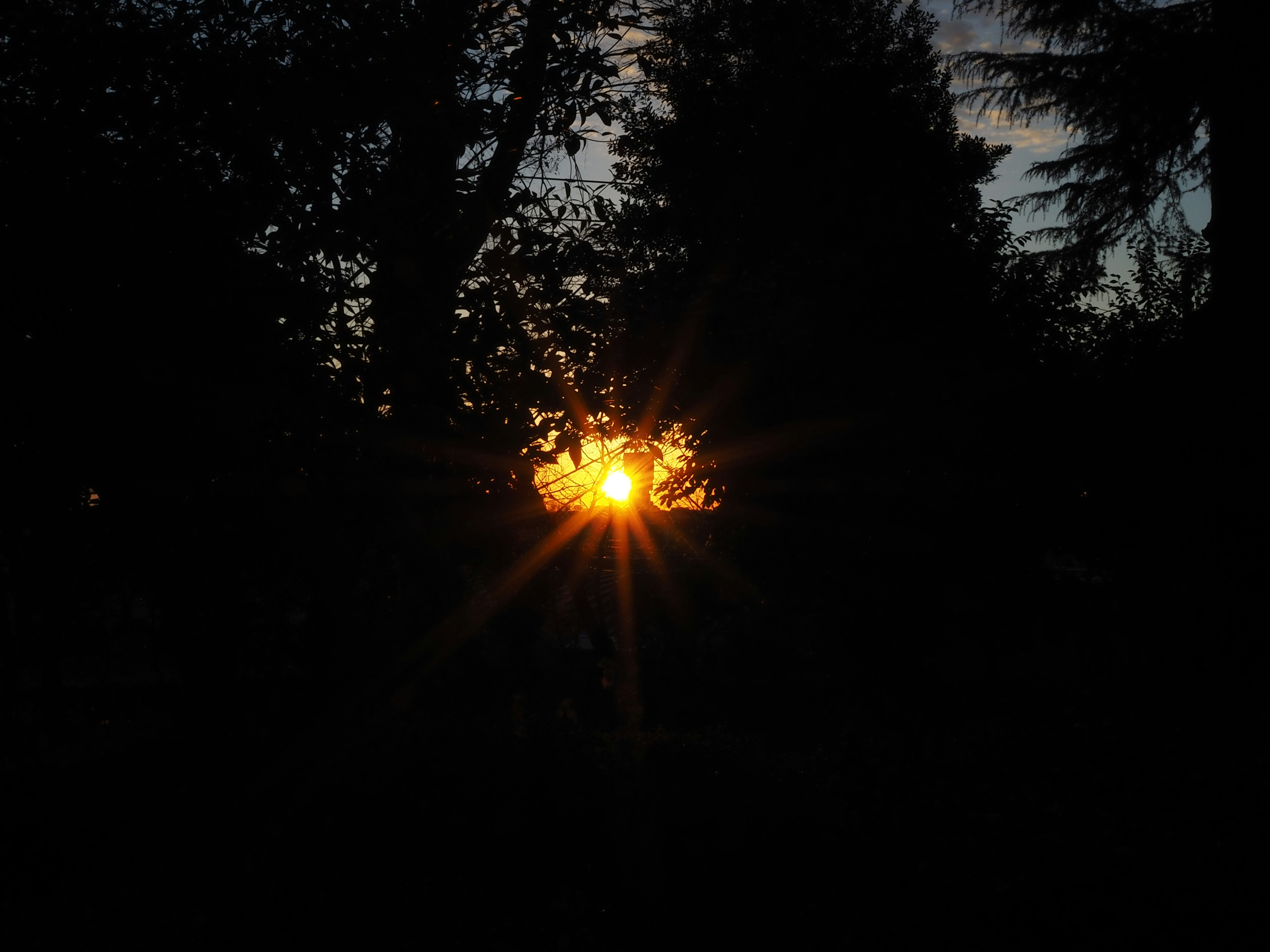 夕日が木々の間から見える美しい風景