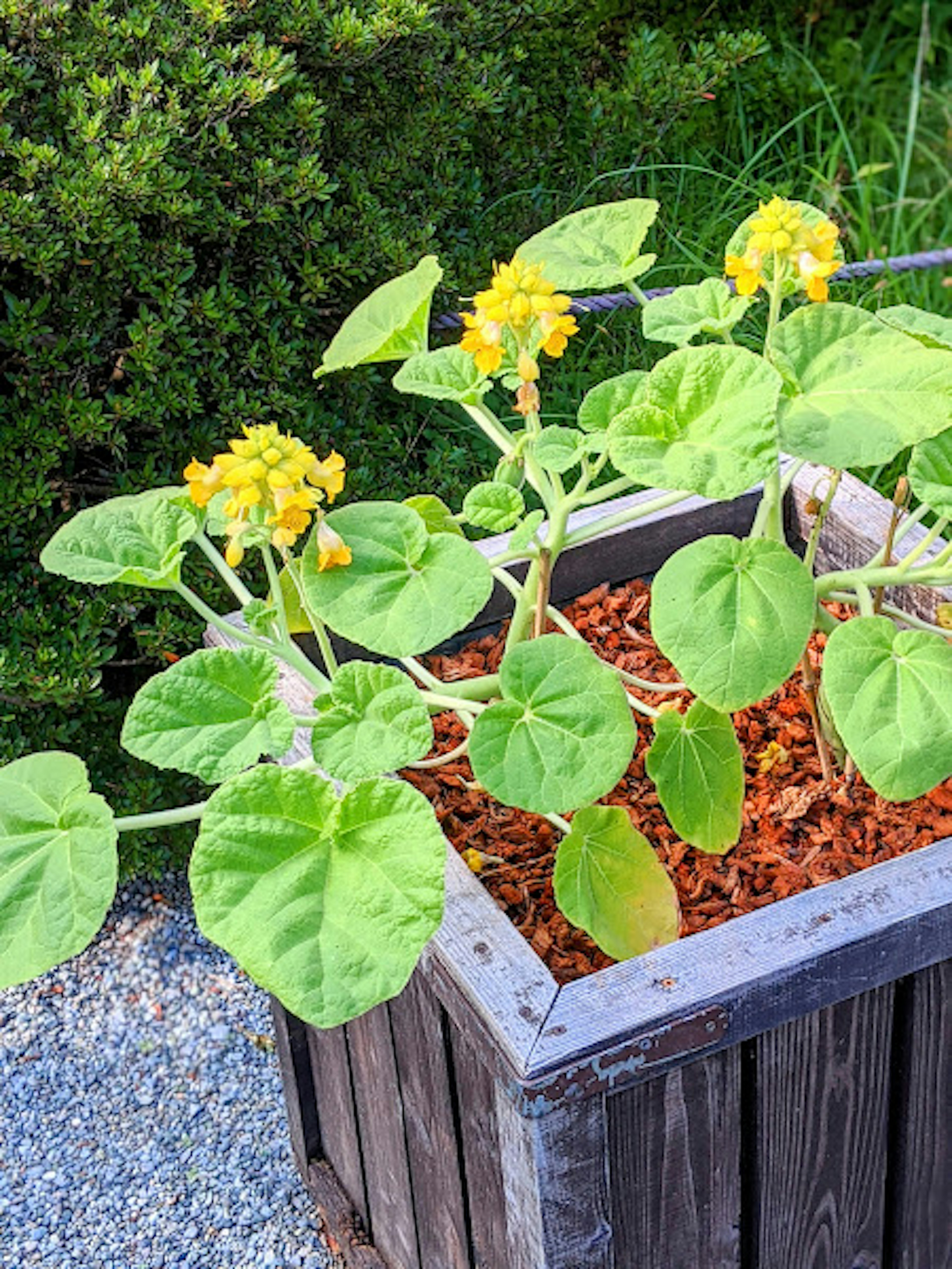 Planta con hojas verdes y flores amarillas en una maceta de madera