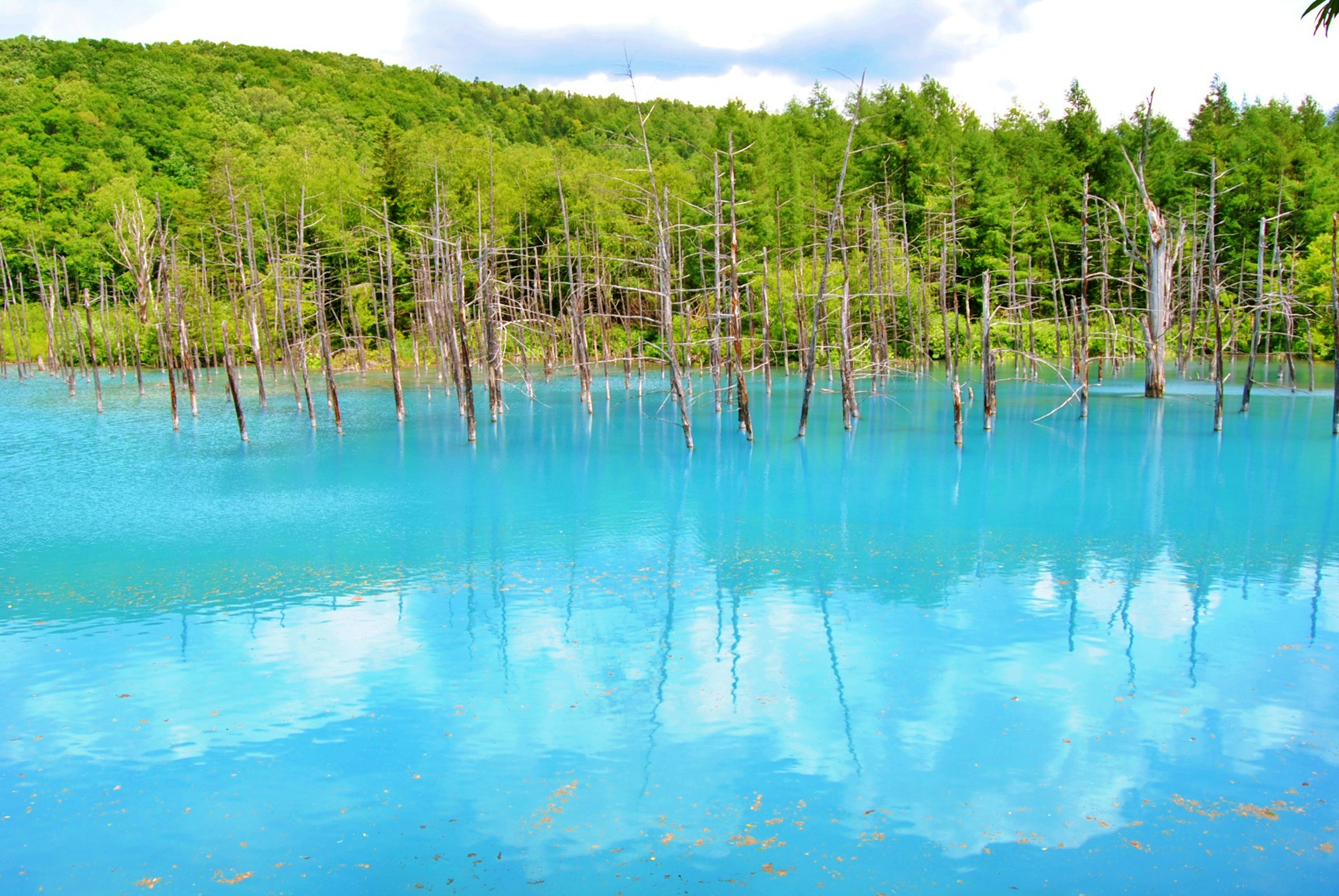 A serene blue pond reflecting trees and clouds