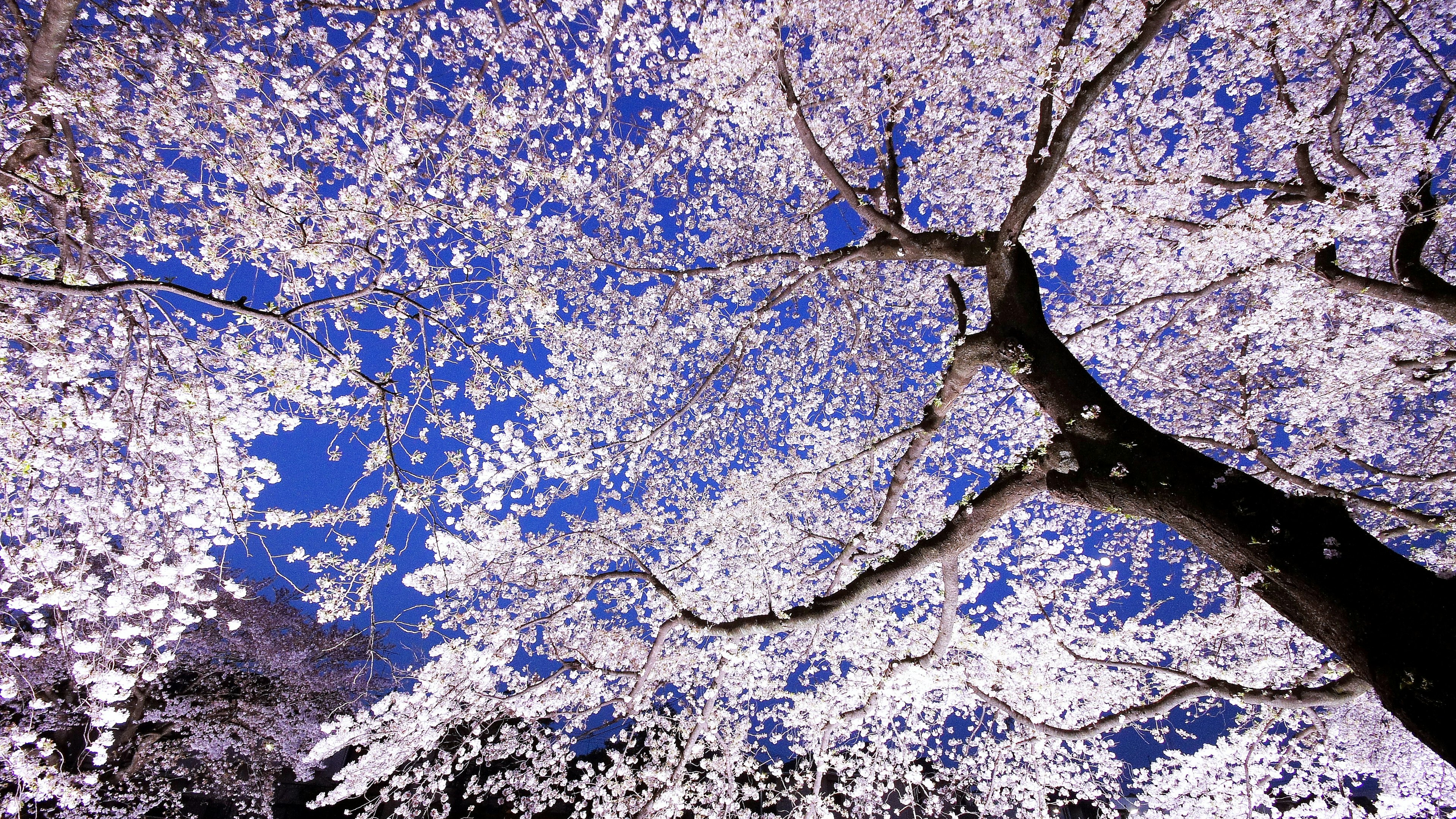 Blooming cherry blossom tree against a blue sky