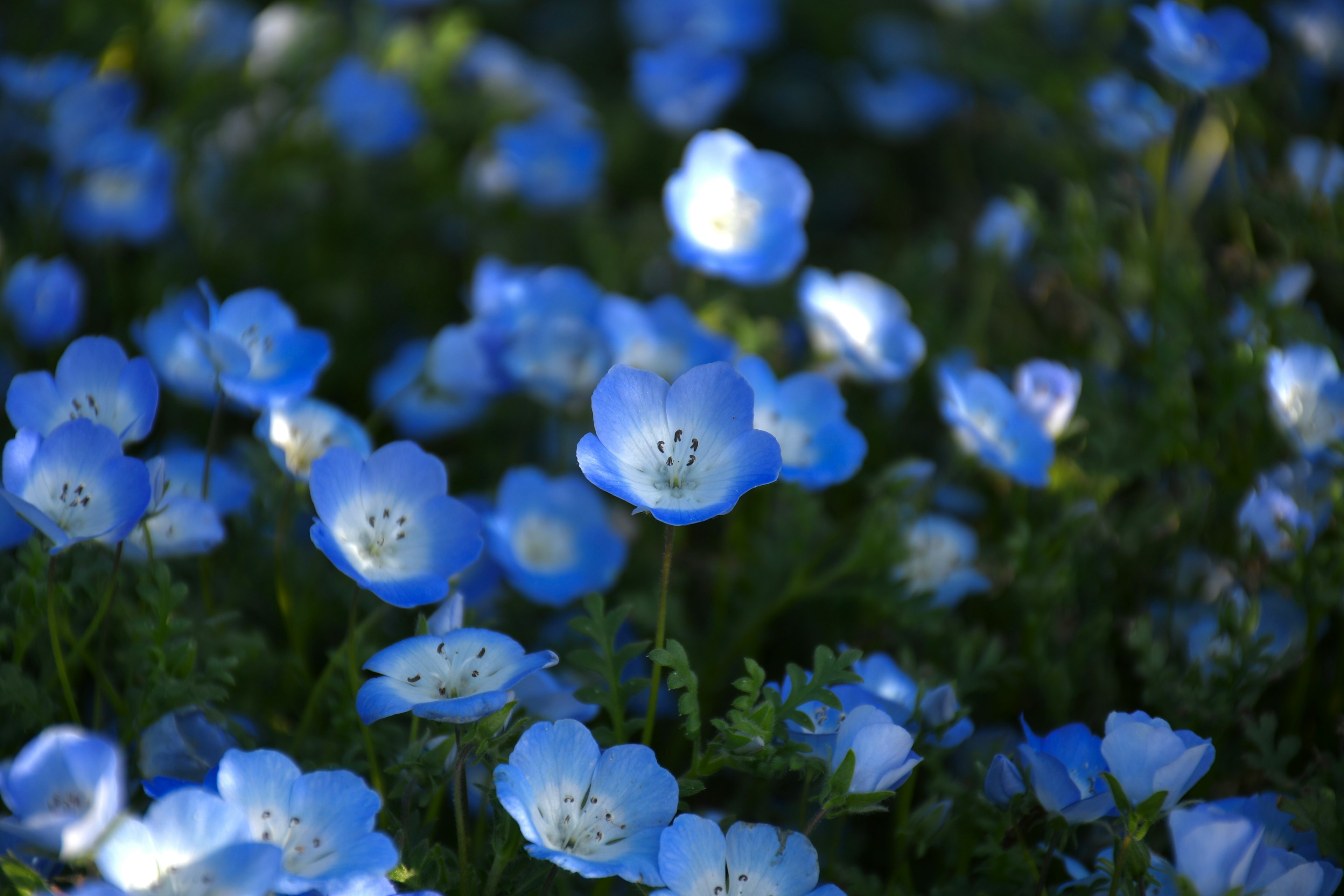 Champ de fleurs bleues délicates aux pétales doux