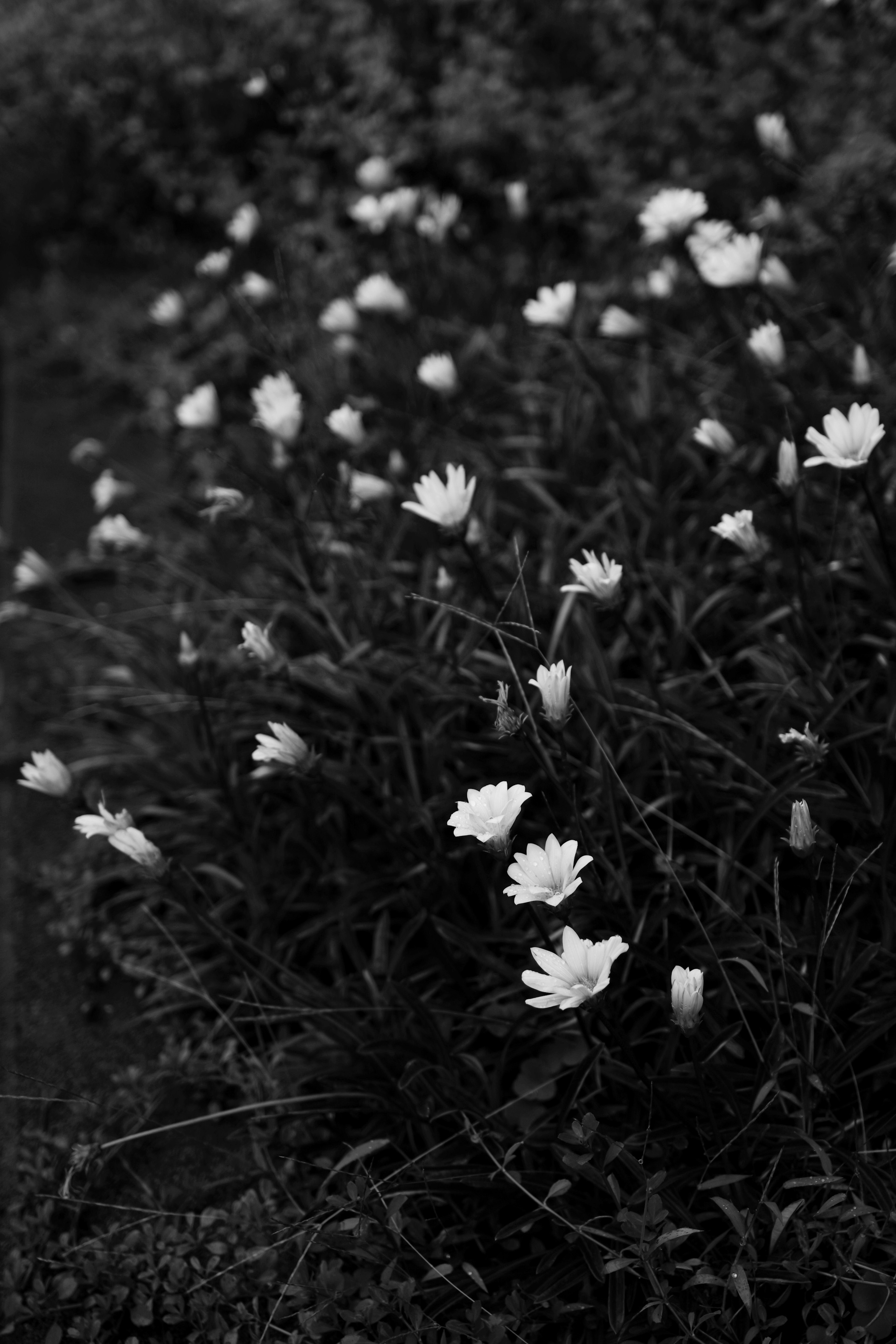 Black and white image of white flowers blooming in a garden