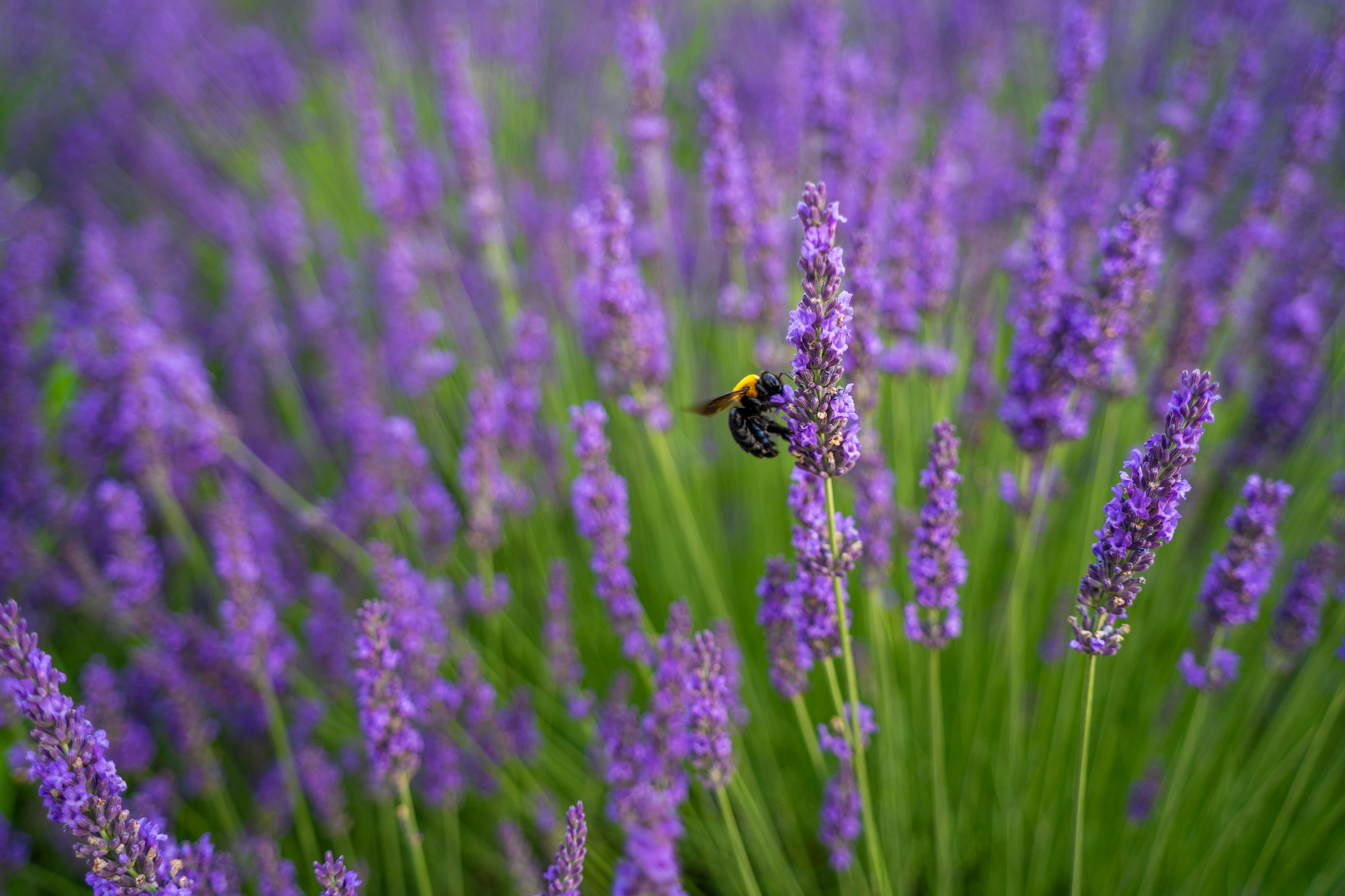 Primo piano di un'ape su fiori di lavanda