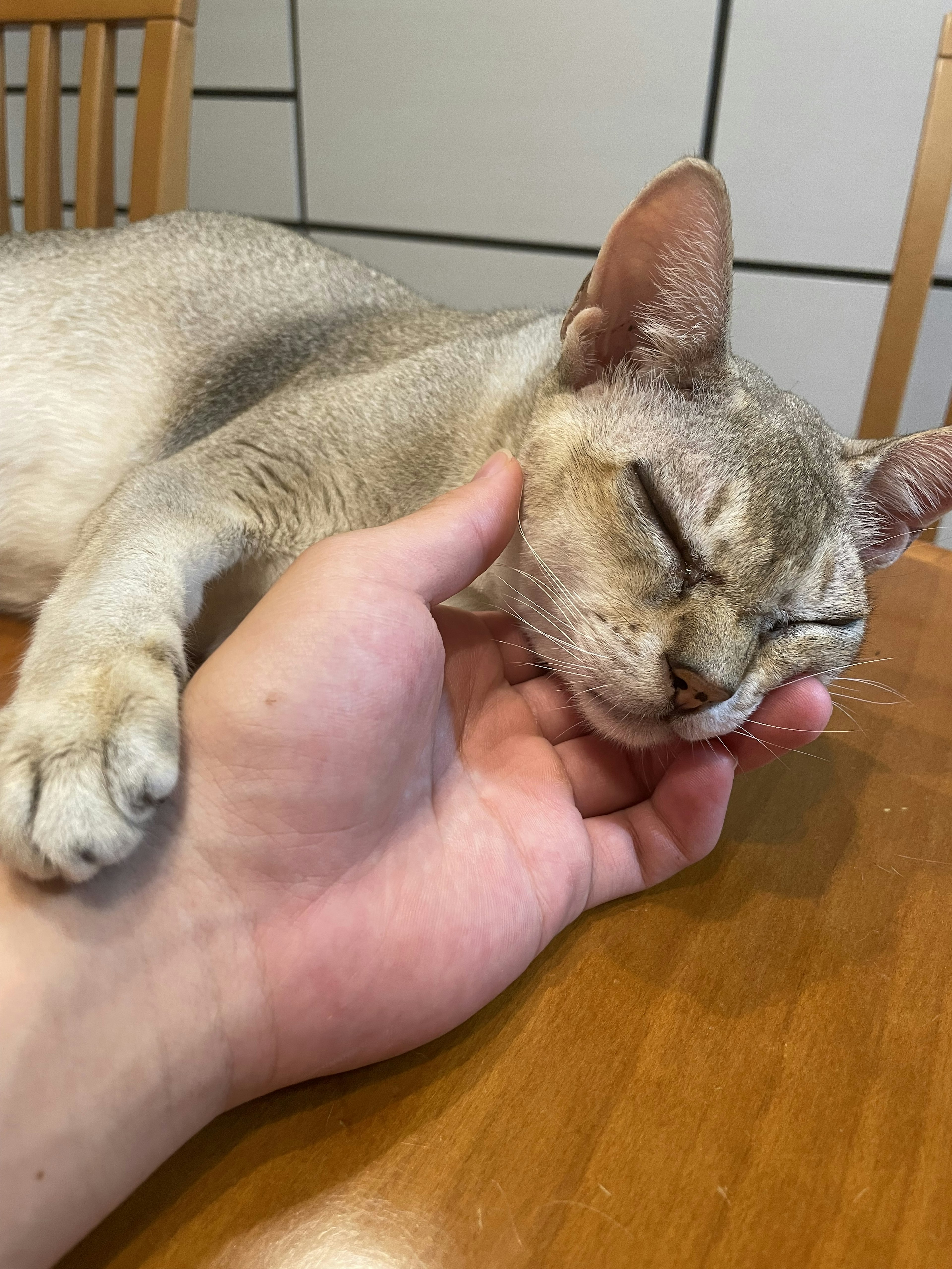 A cat resting its head on a hand while lying on a wooden table