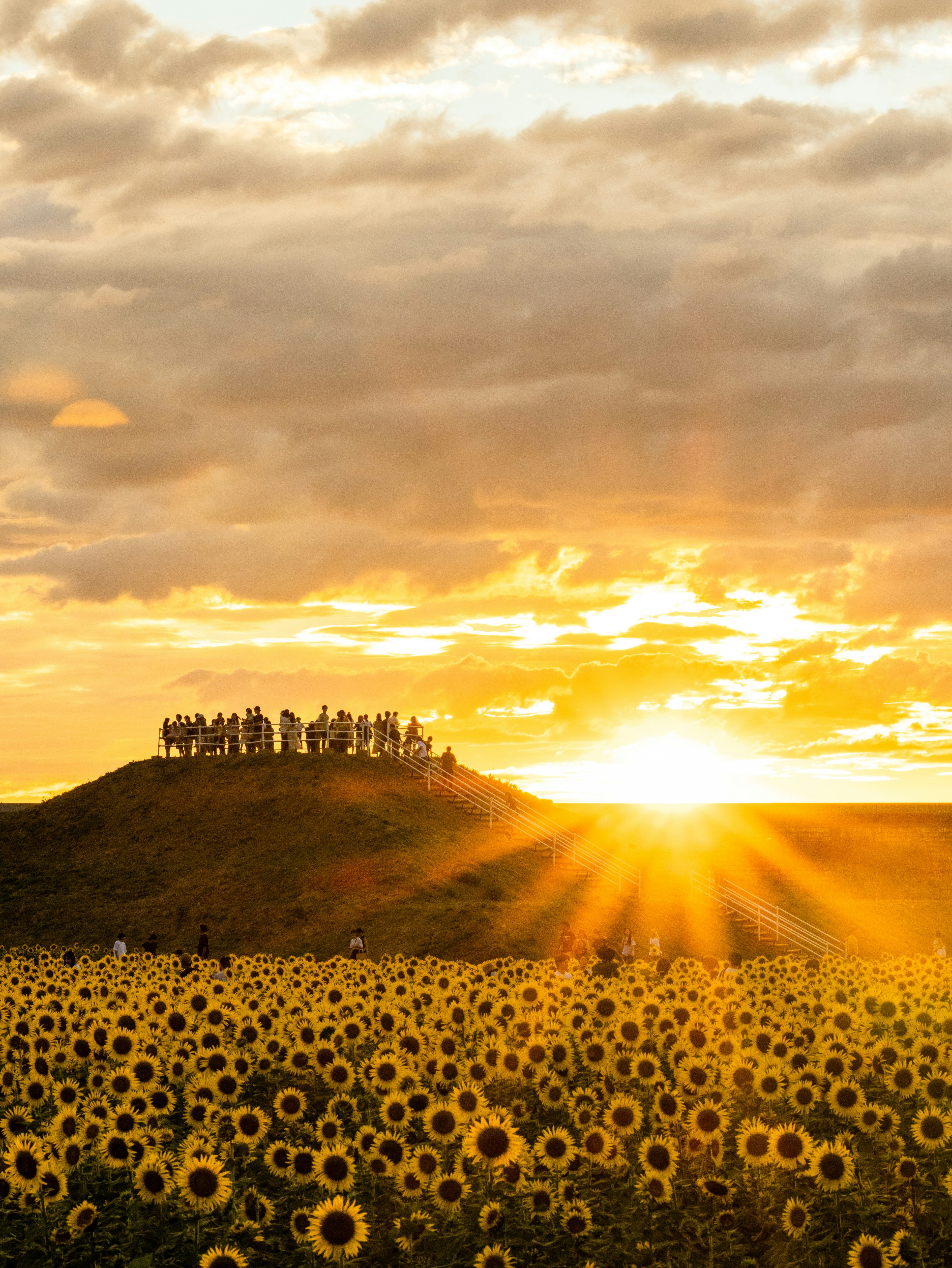 Champ de tournesols avec des personnes sur une colline au coucher du soleil