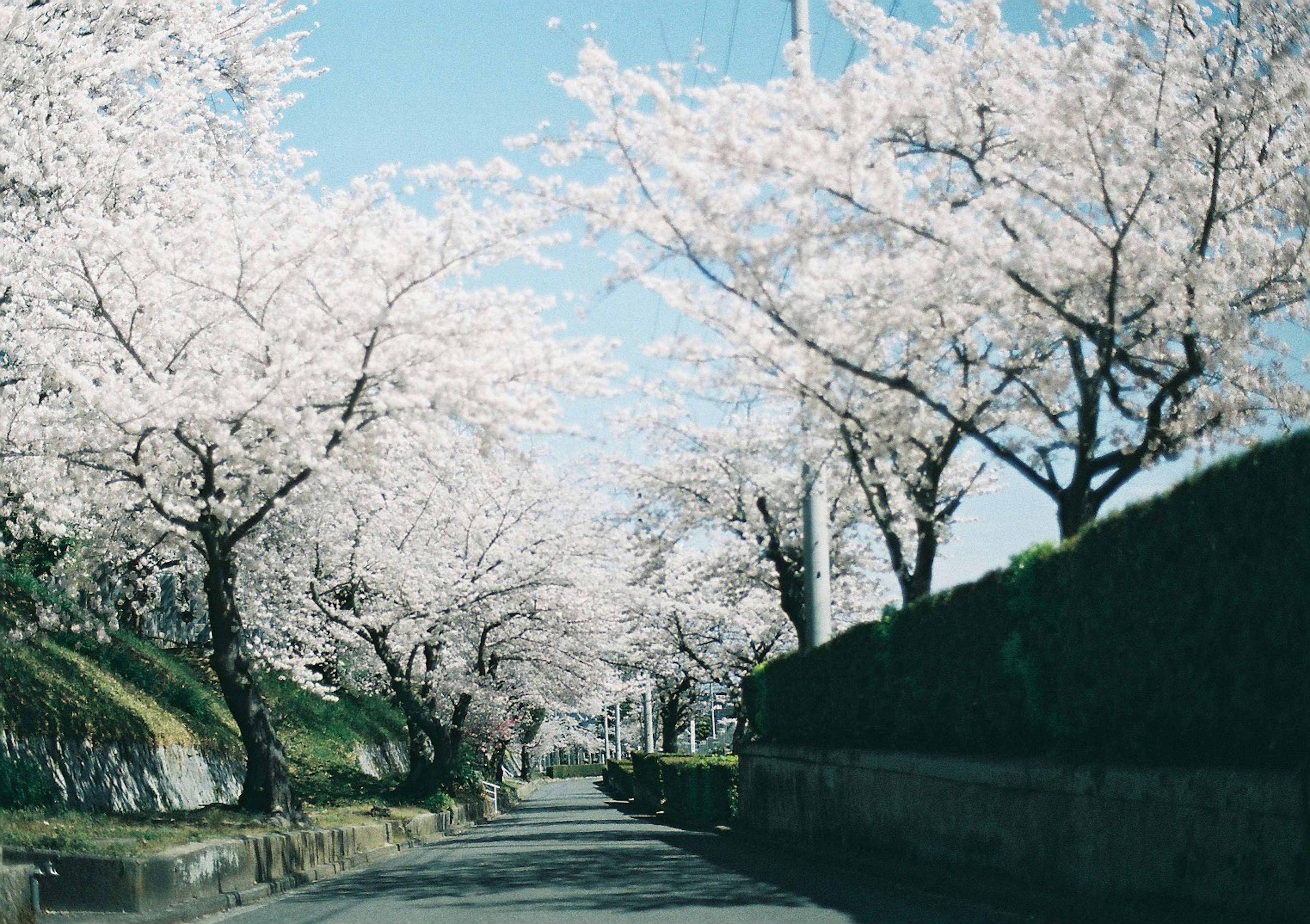 Scenic pathway lined with blooming cherry blossom trees