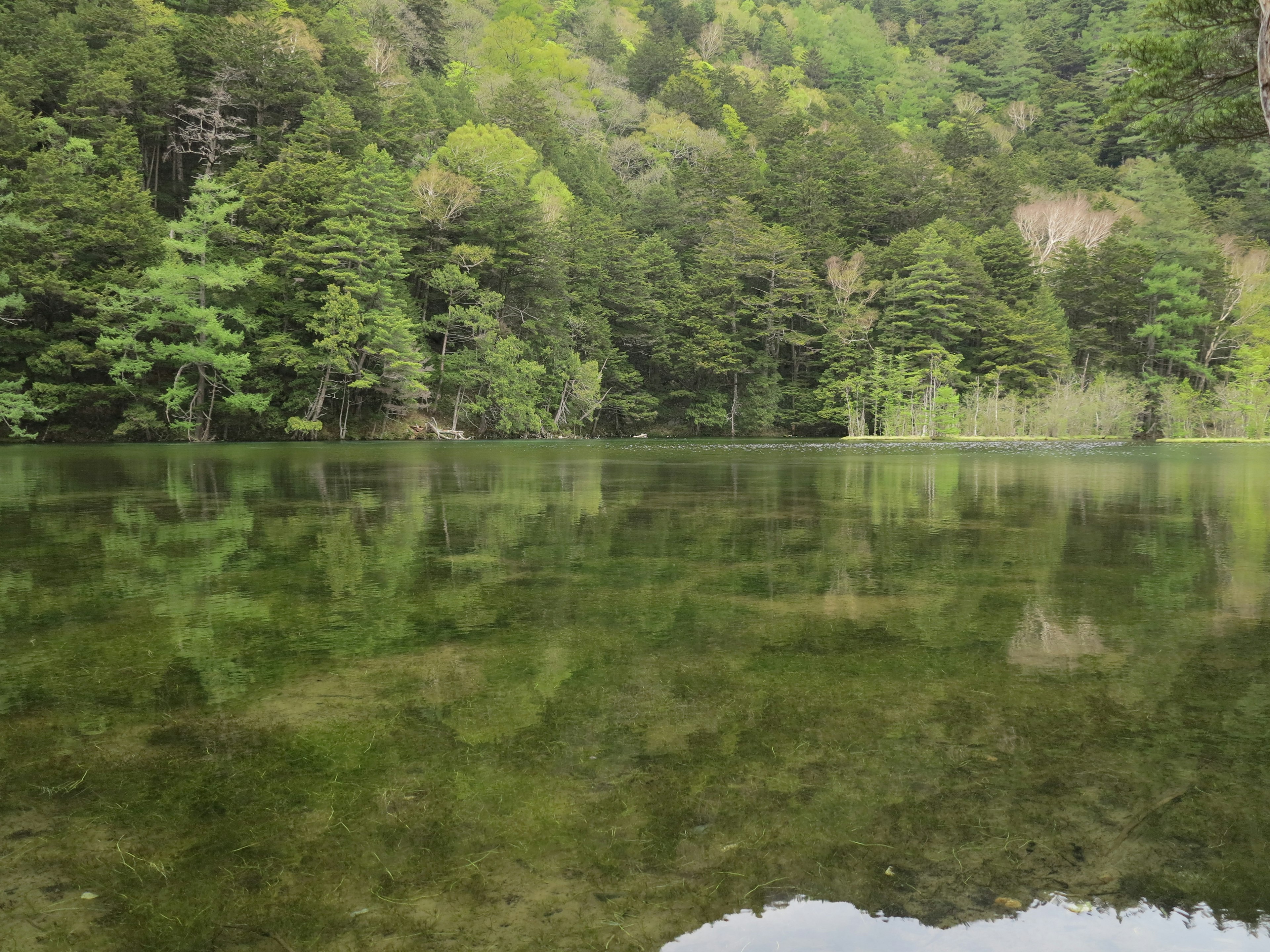 Bosque verde exuberante y reflejos en la superficie del agua