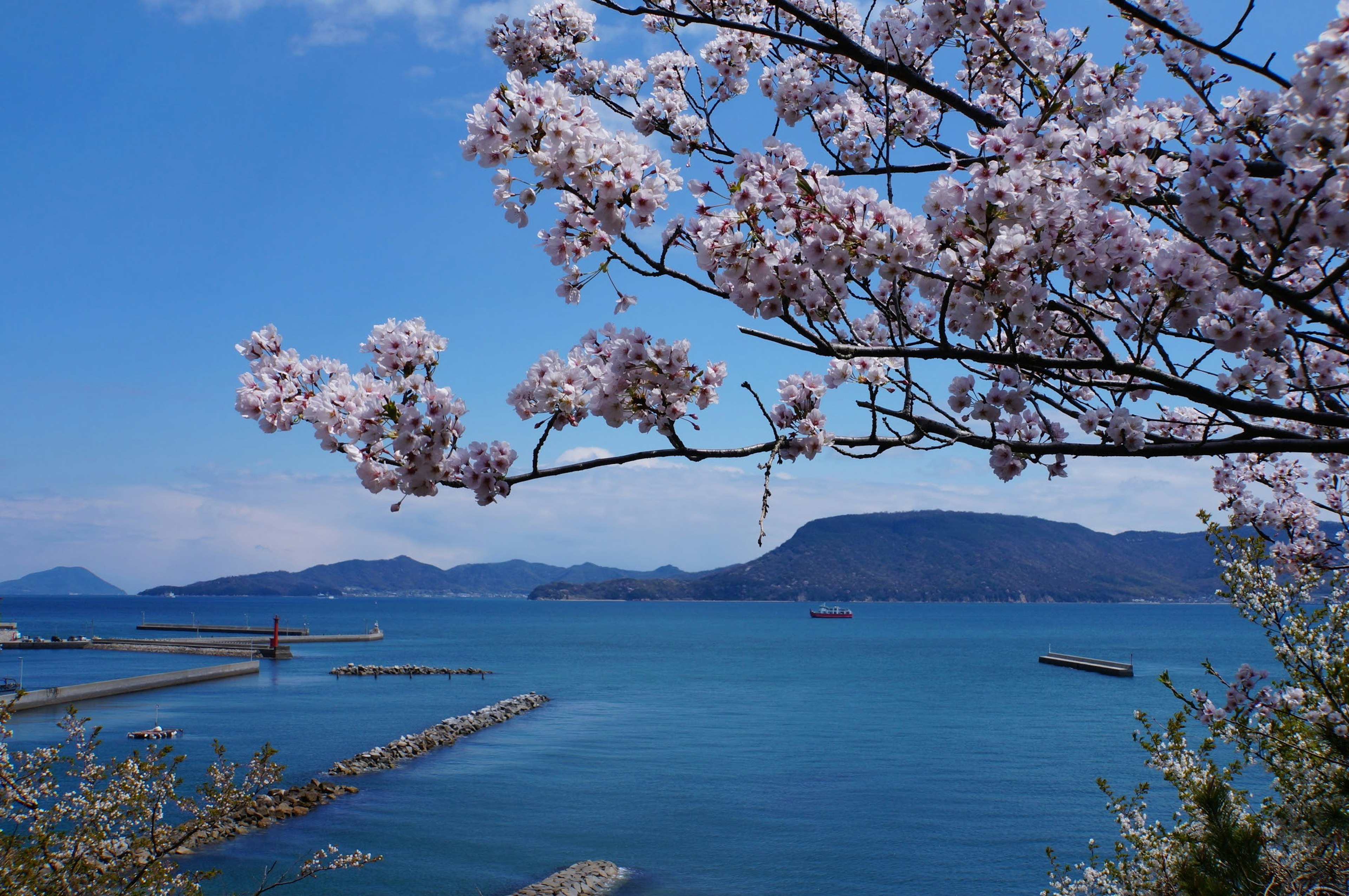 Scenic view of cherry blossoms and blue sea