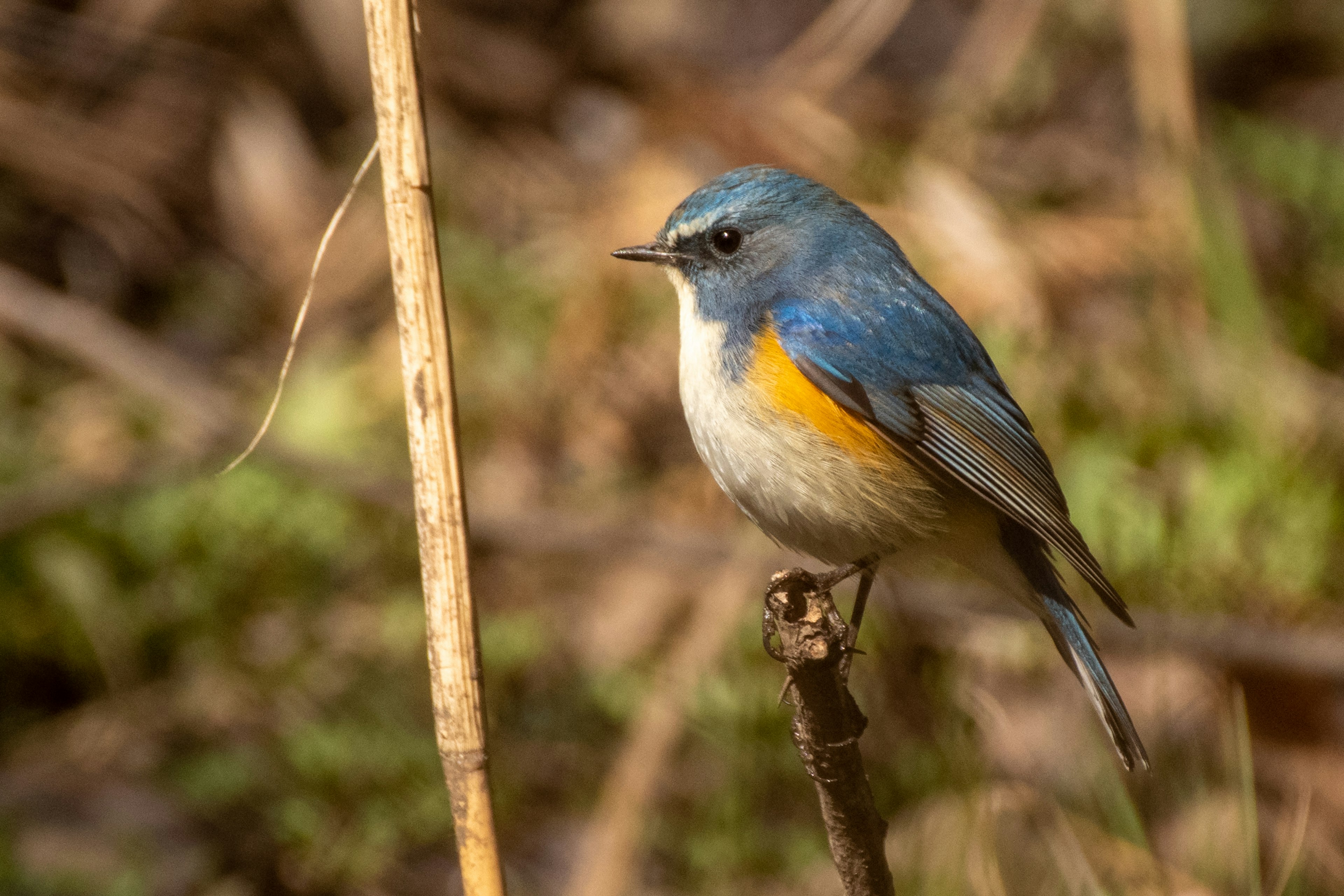 Un pequeño pájaro con plumas azules y vientre naranja posado en una rama