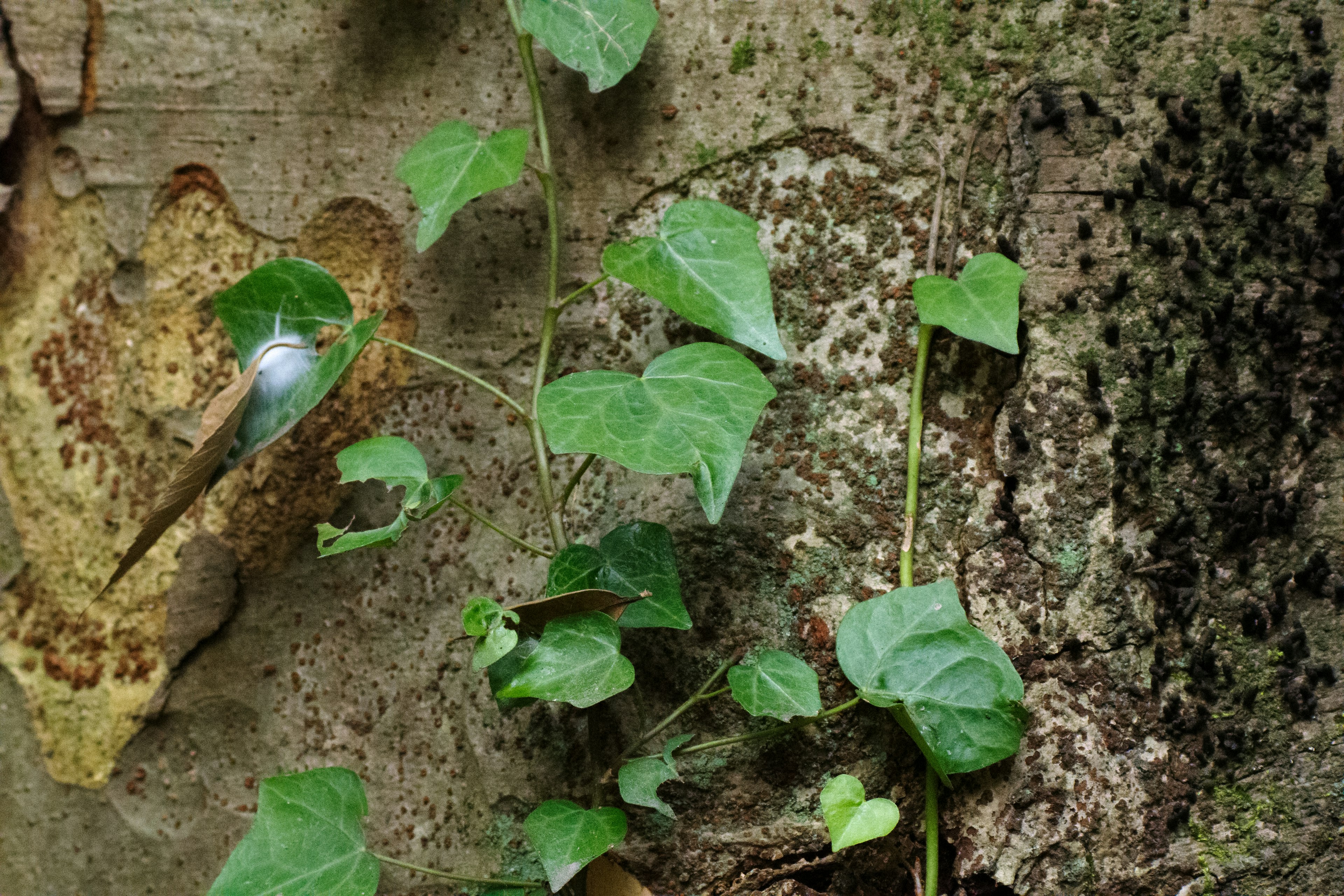 Daun hijau berbentuk merambat memanjat pada kulit pohon