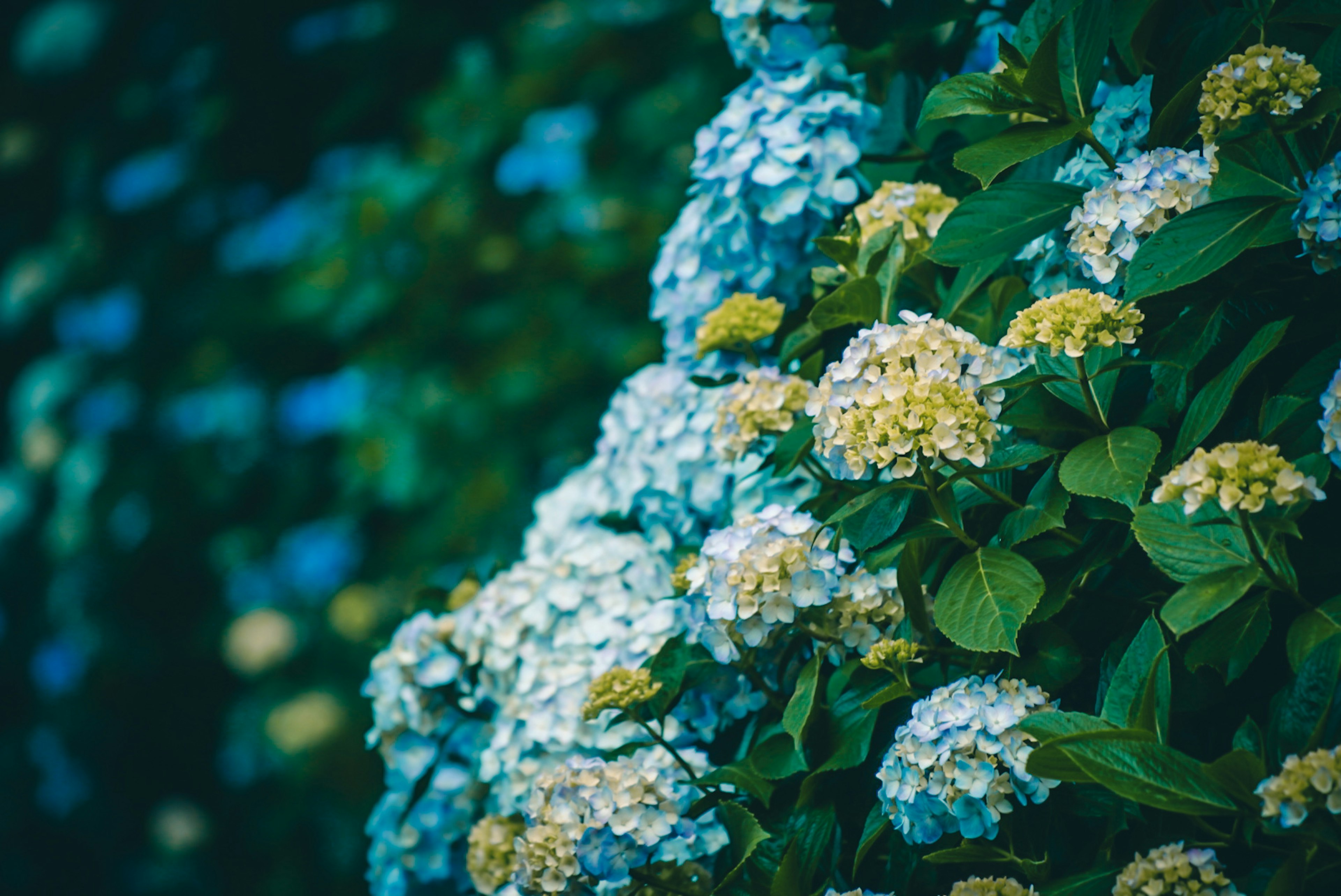 Gros plan sur des plantes à fleurs bleues et blanches