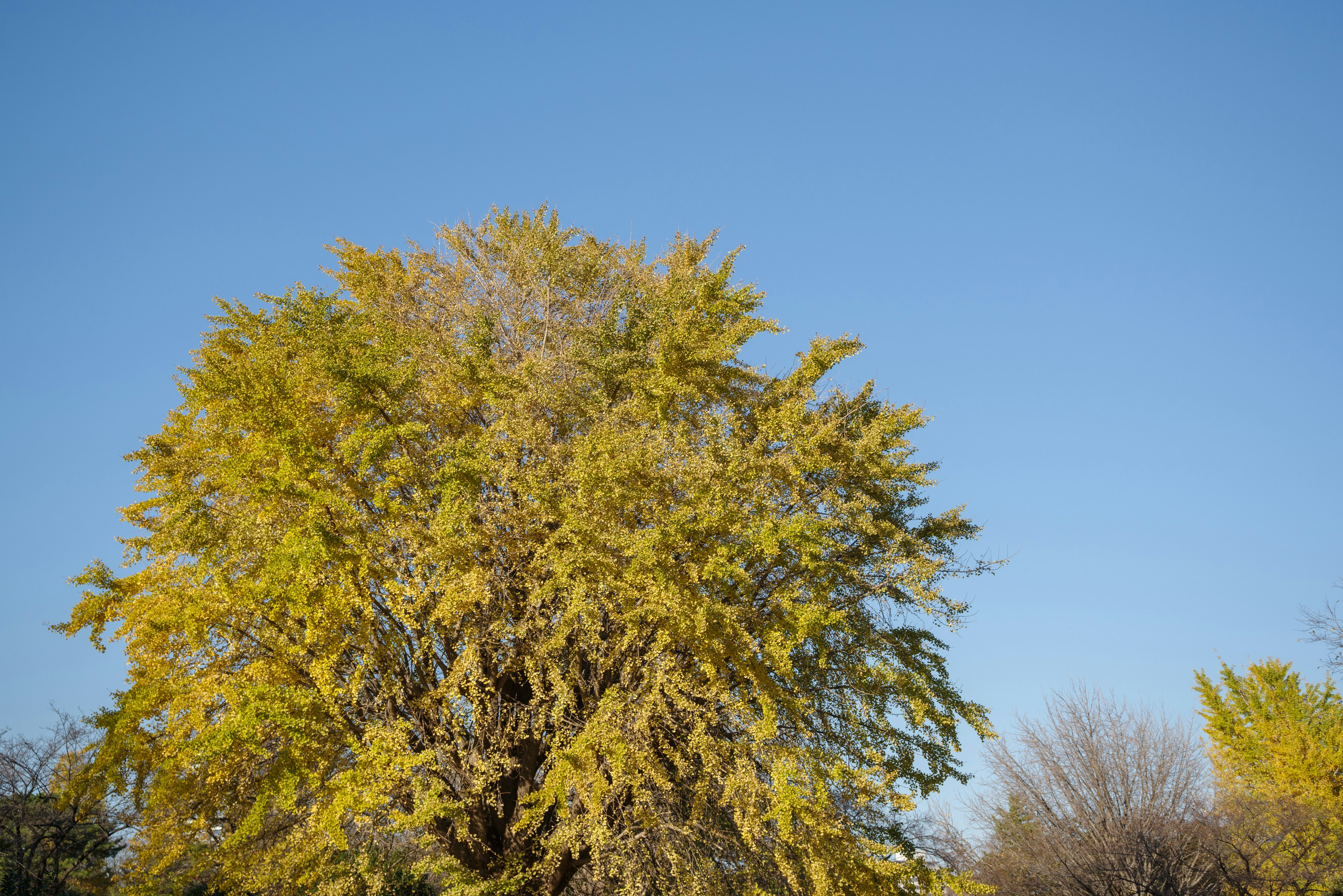 Árbol amarillo vibrante bajo un cielo azul claro