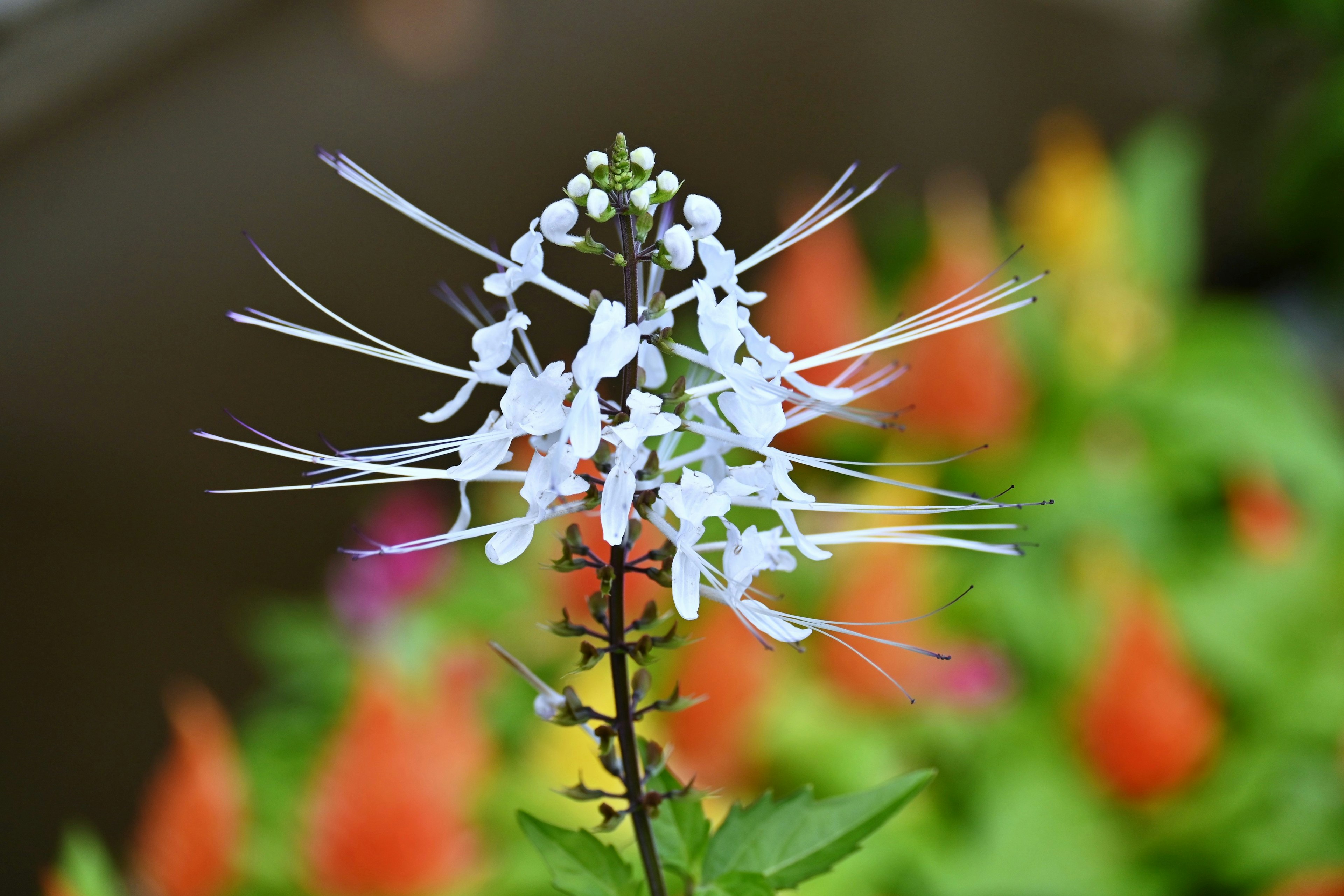 Weiße Blume mit langen Blütenblättern vor buntem Hintergrund