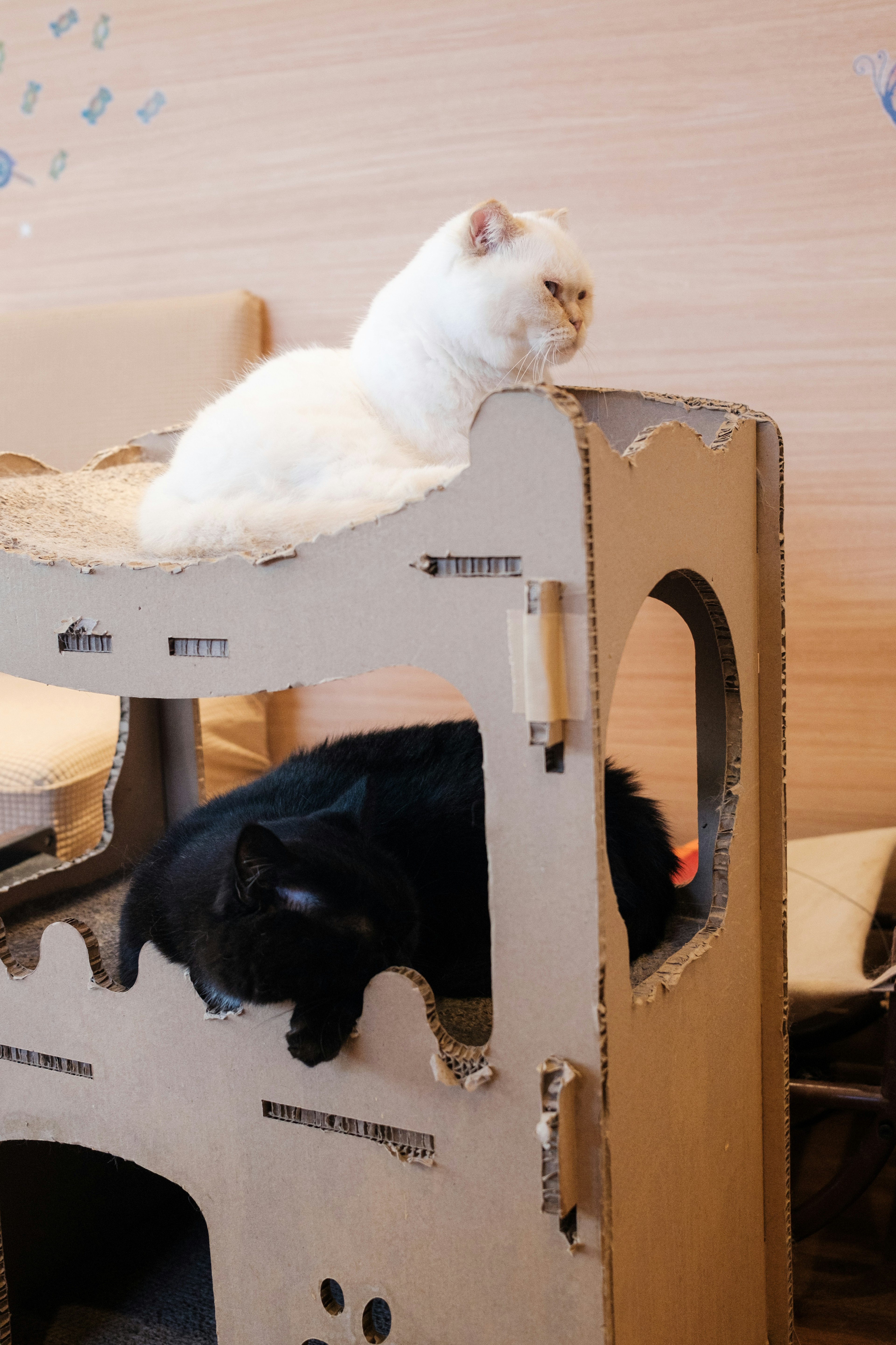 Un chat blanc et un chat noir se relaxent sur un arbre à chat en carton