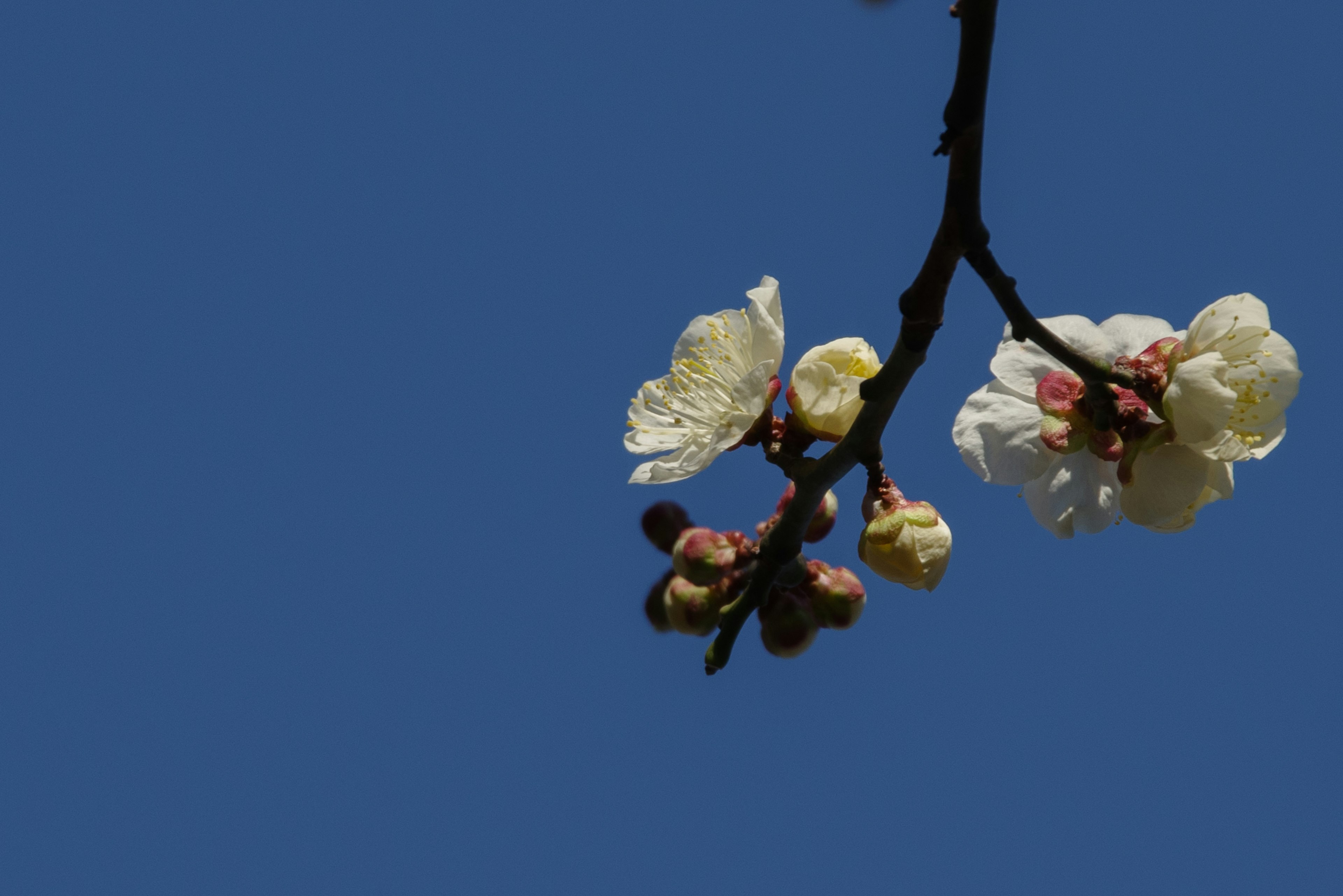 Rama con flores blancas y capullos contra un cielo azul