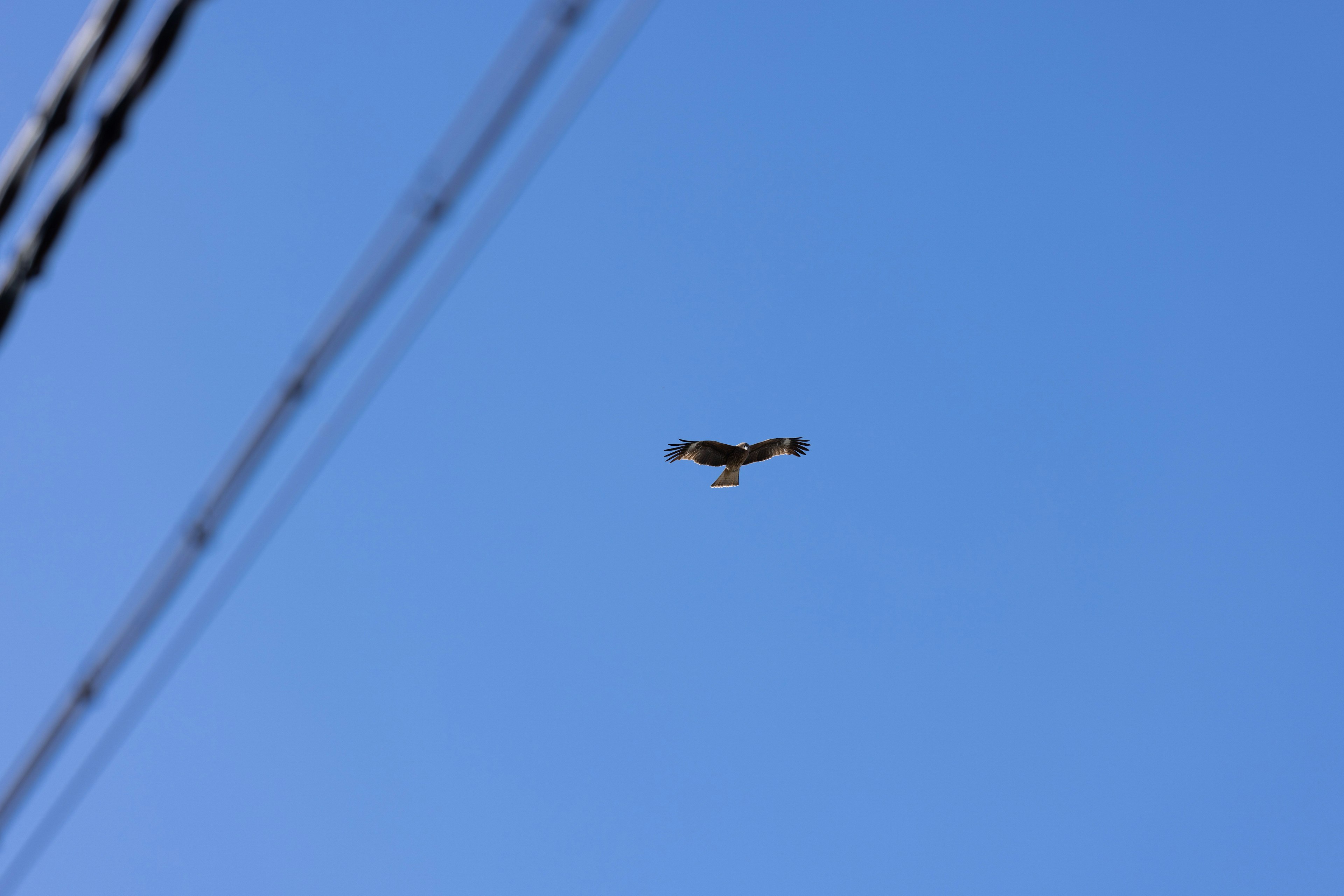 Un aigle planant contre un ciel bleu clair avec des lignes électriques visibles