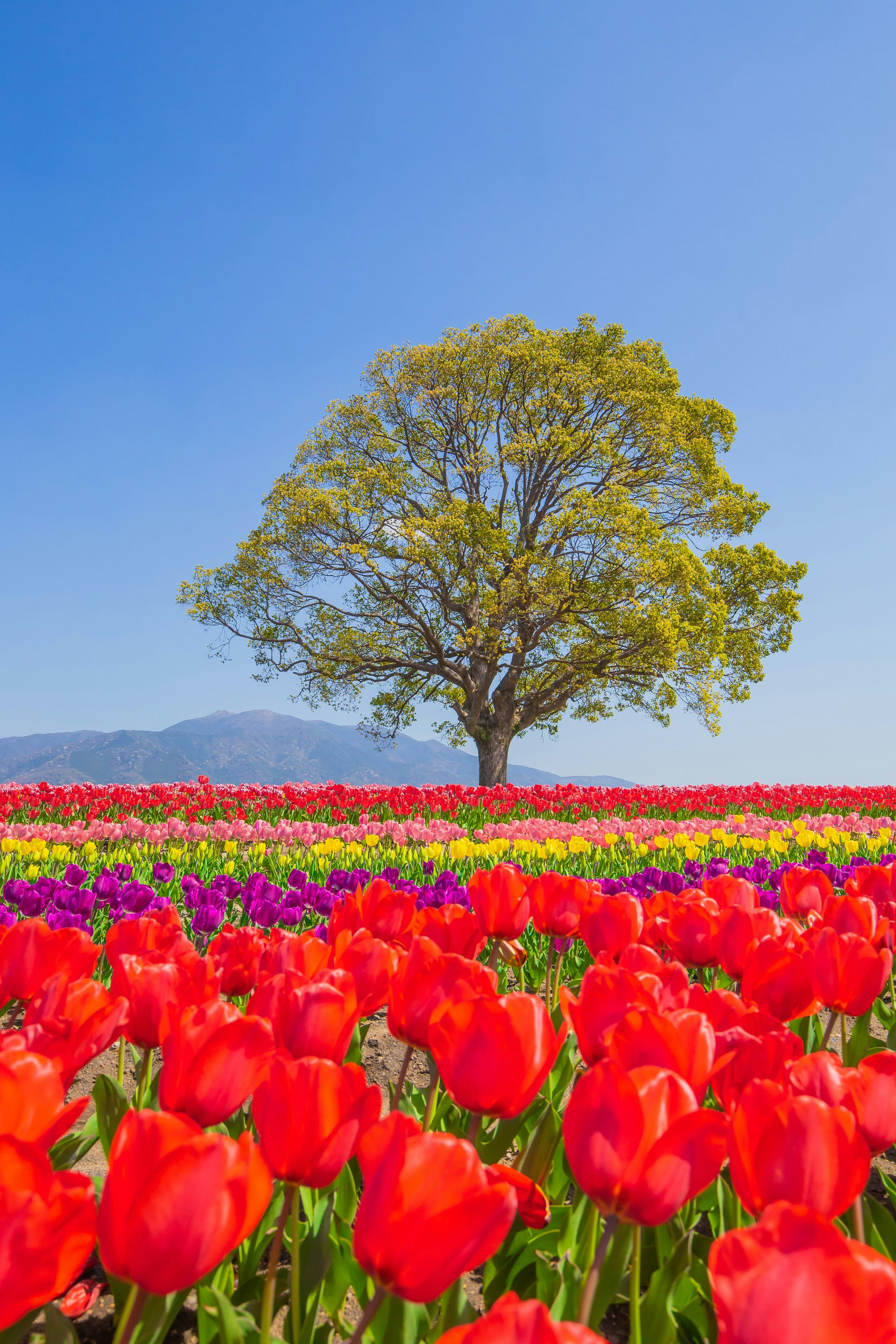 Lebendiges Tulpenfeld mit einem großen Baum im Hintergrund