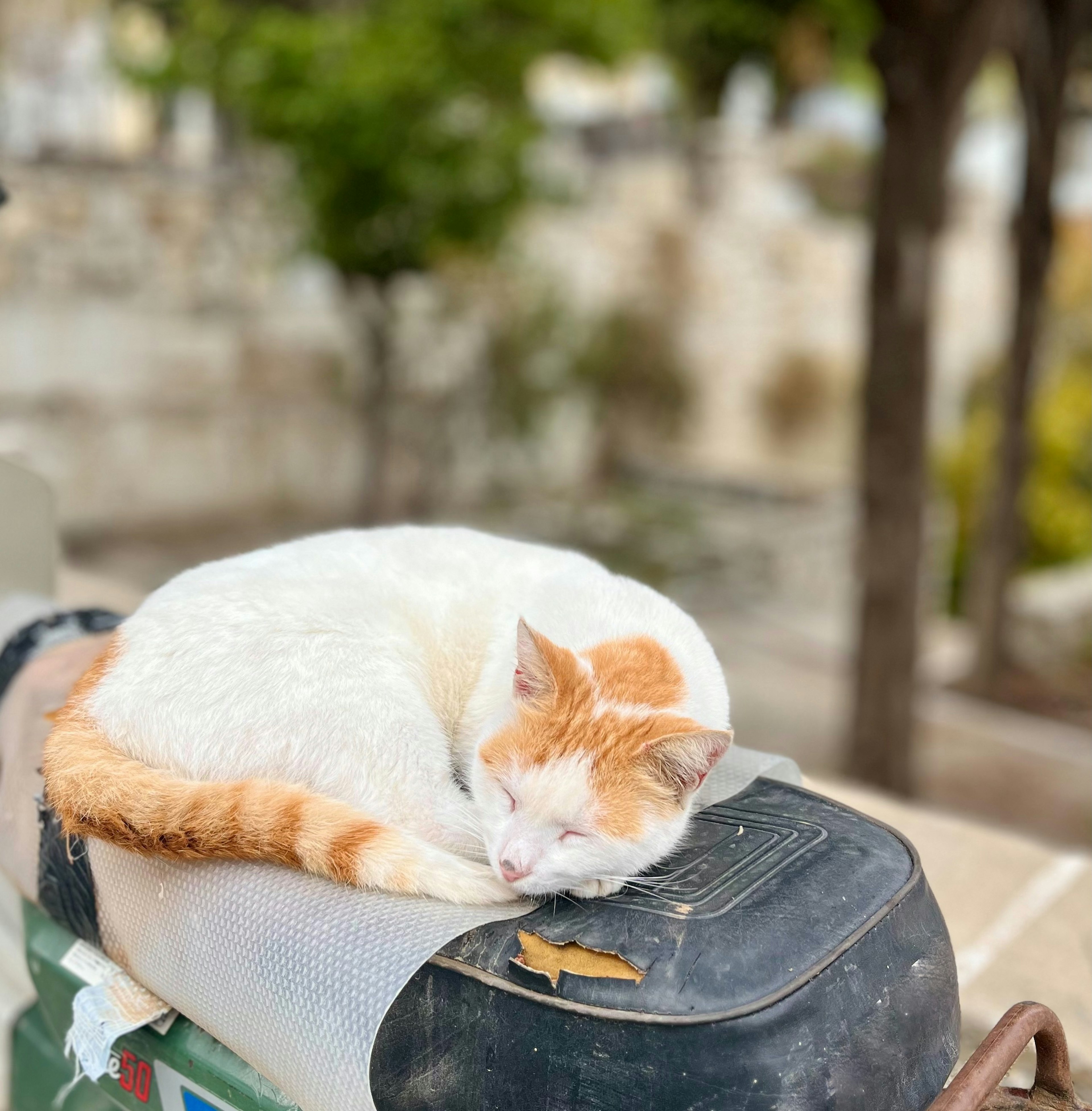 An orange and white cat sleeping on a motorcycle seat